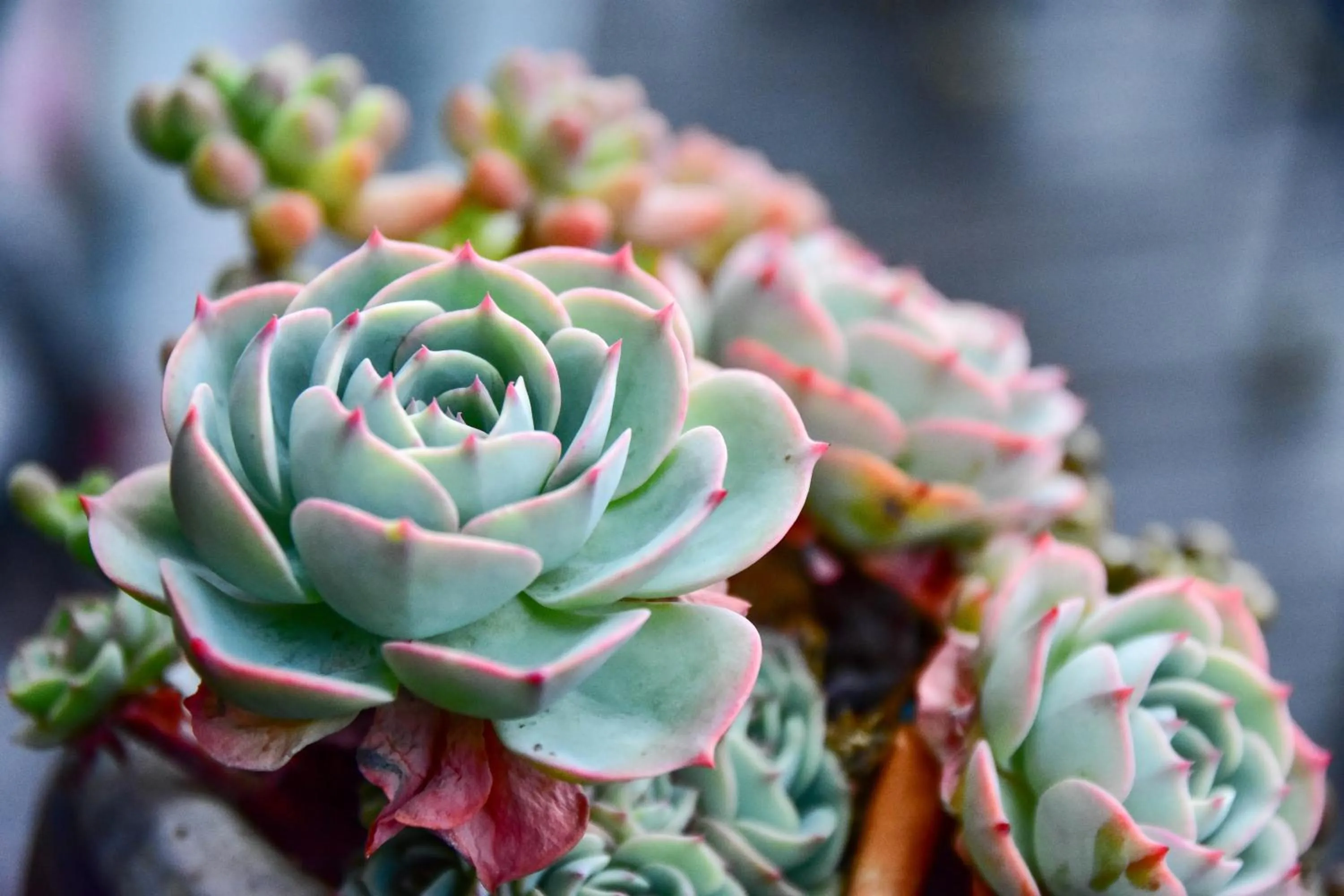 Balcony/Terrace in Beverly B&B