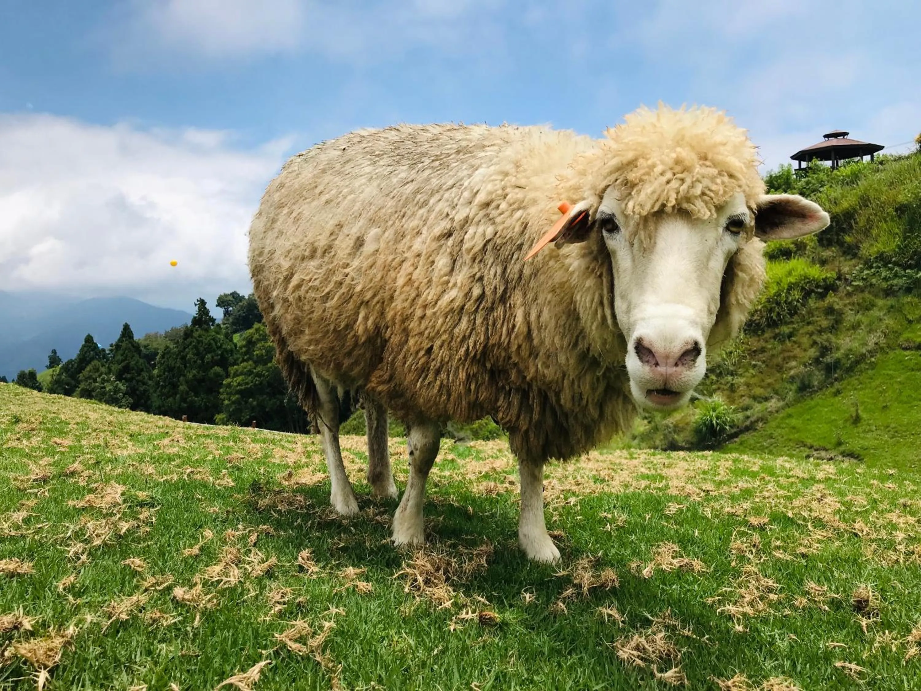 Animals in Margaret Garden Villa