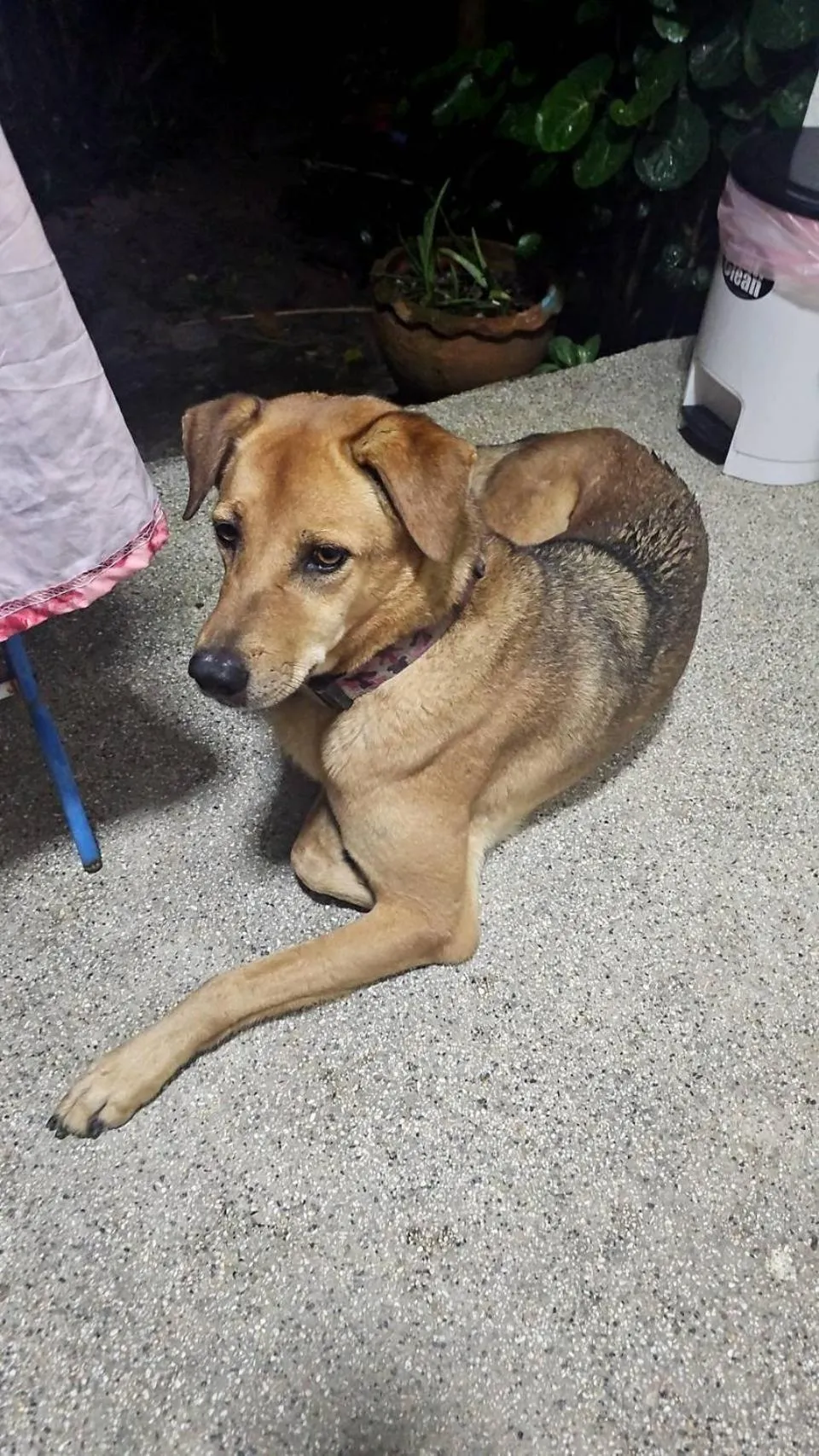 Everest Resort Samui - SHA Plus