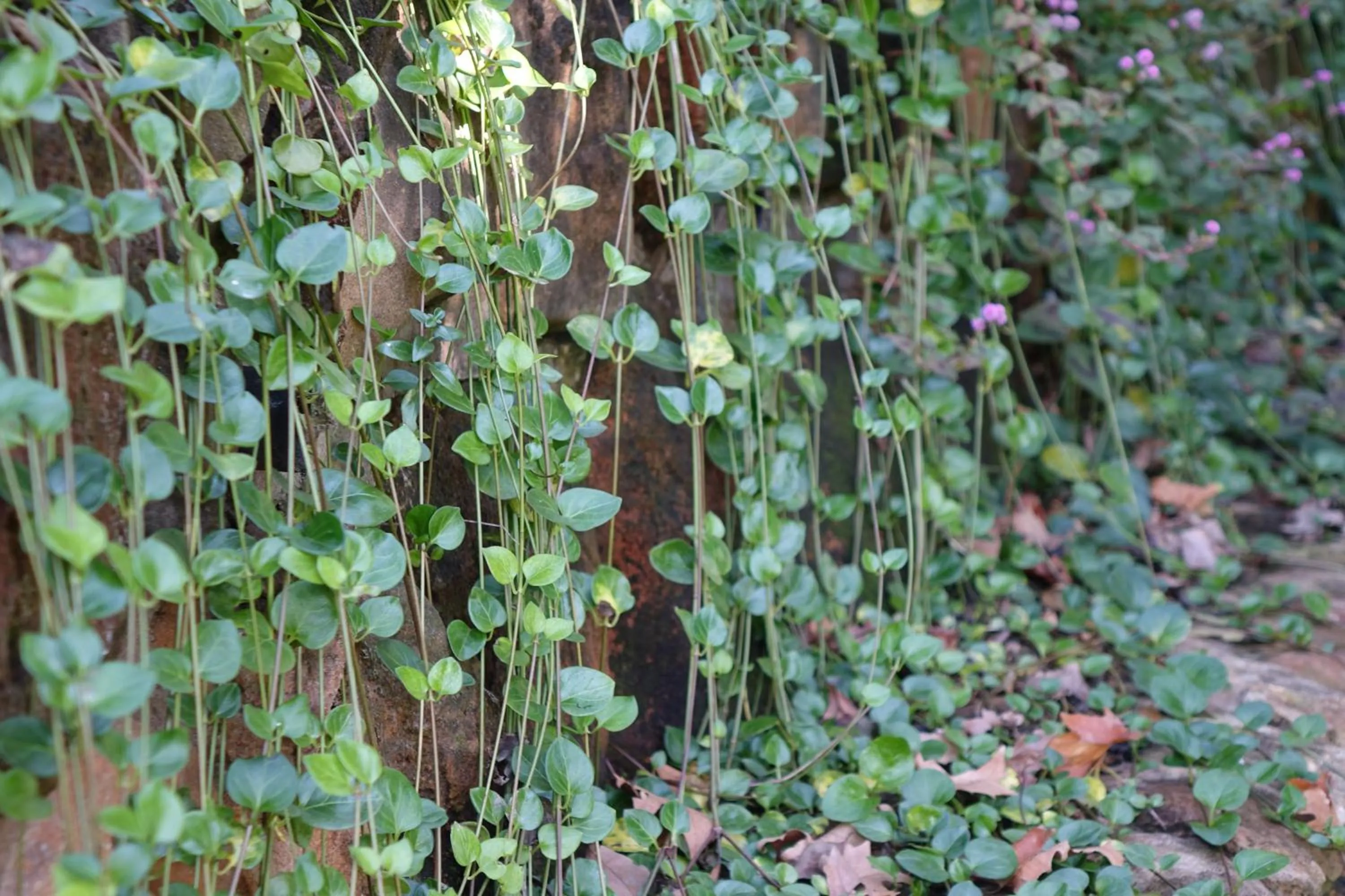 Garden in Notting Hill Lodge