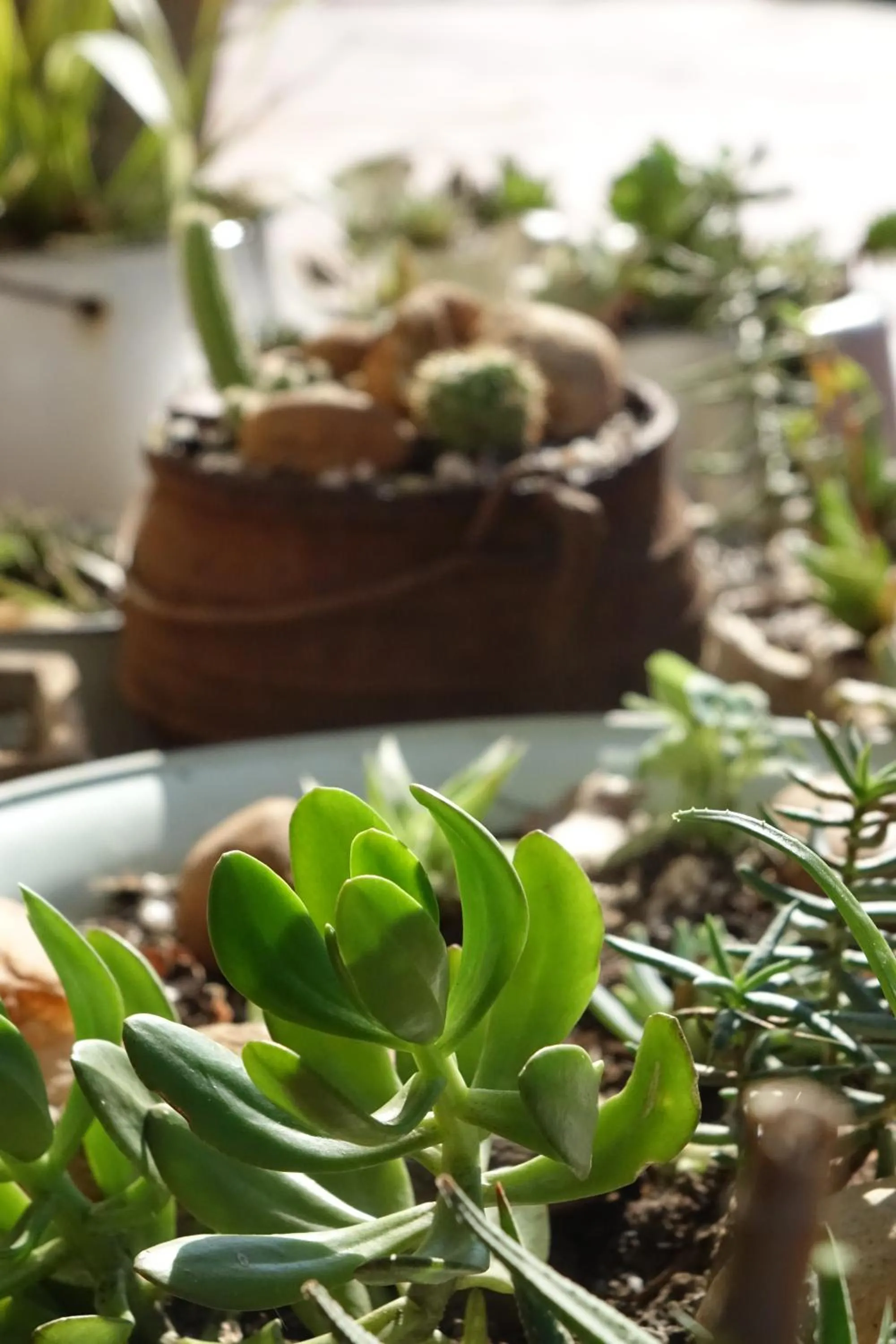 Garden in Notting Hill Lodge