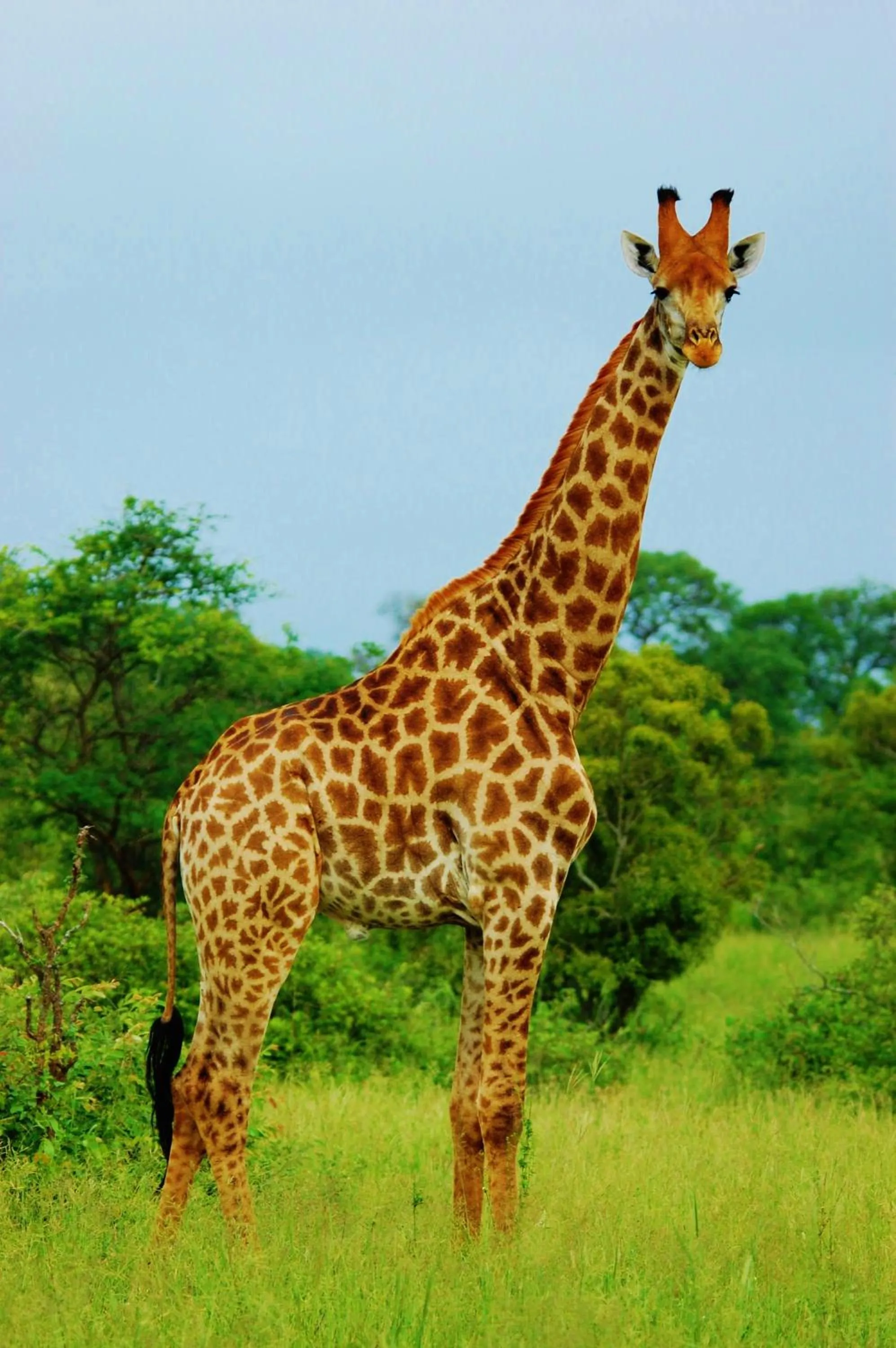 Activities in Legend Simba Safari - Legend Golf Safari Resort