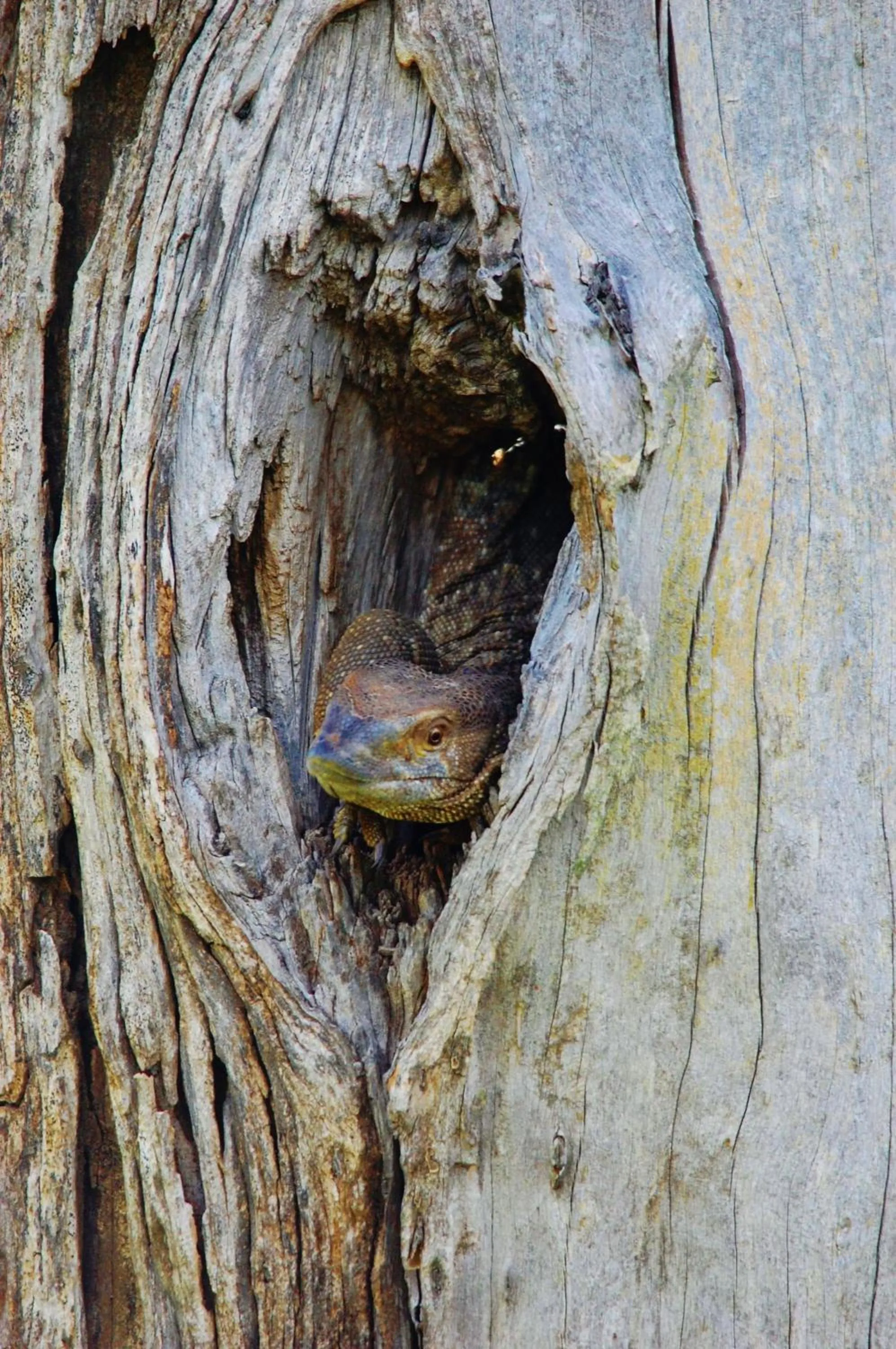 Activities in Legend Simba Safari - Legend Golf Safari Resort