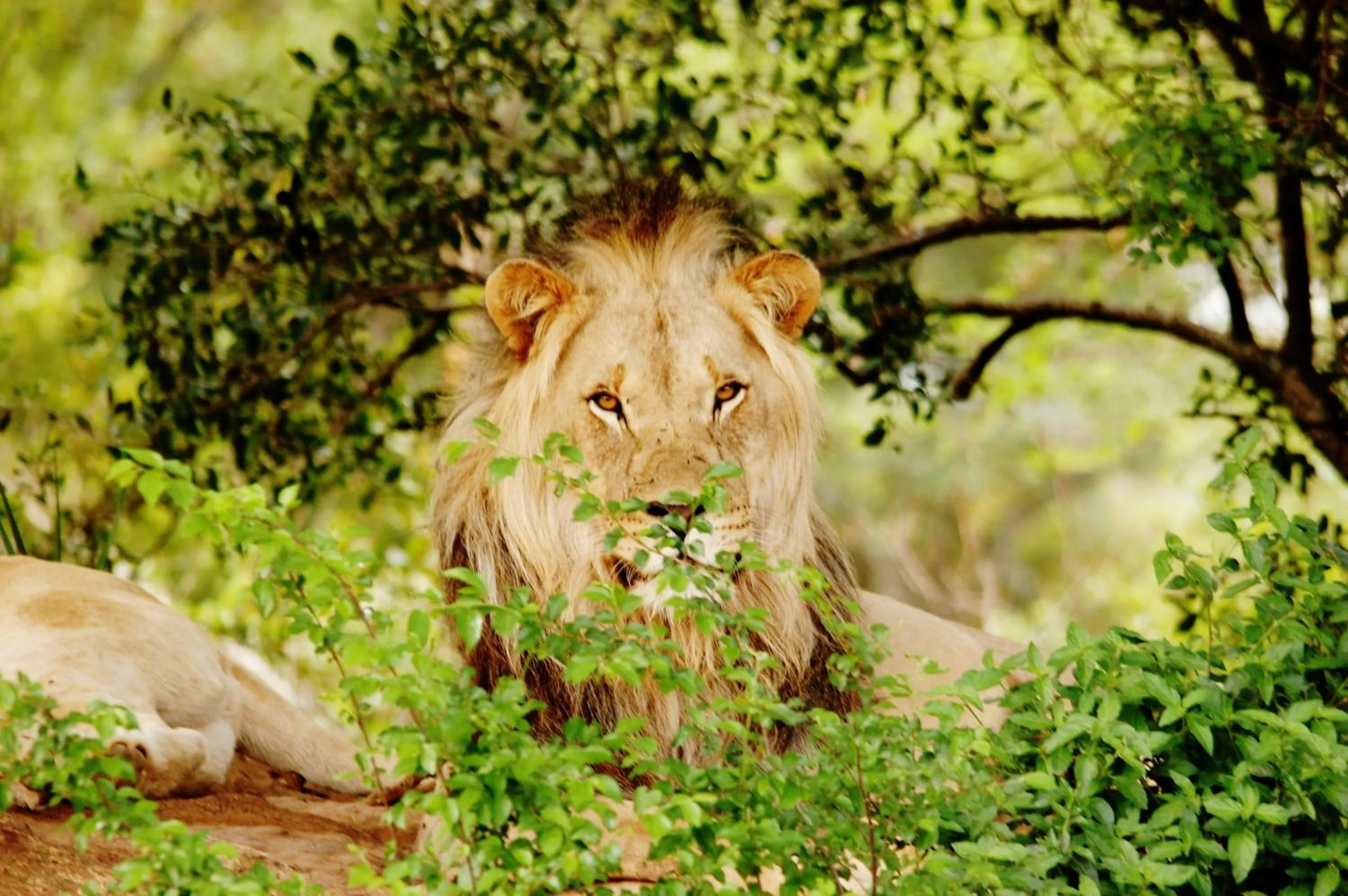 Activities in Legend Simba Safari - Legend Golf Safari Resort