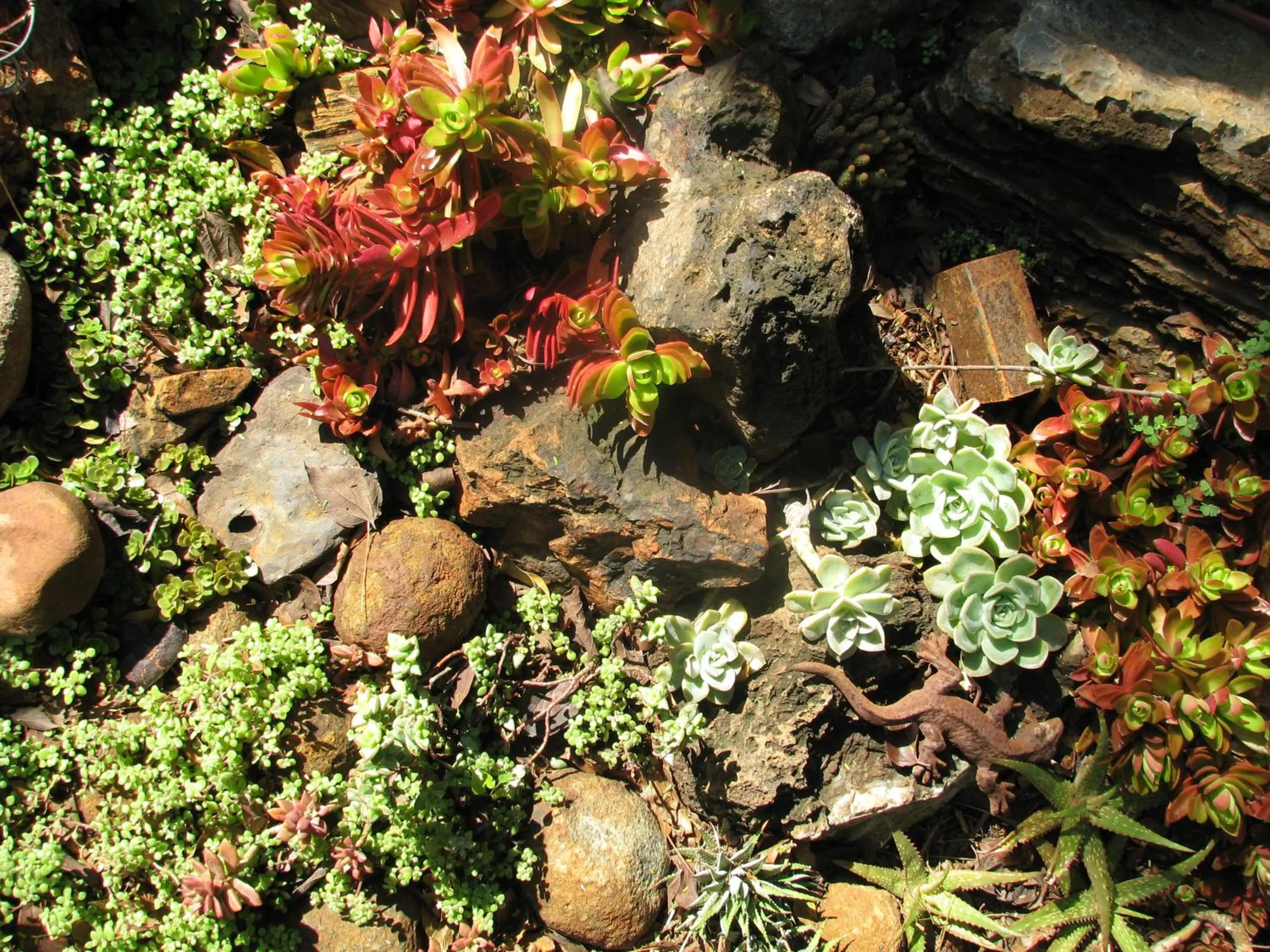 Garden in The Village in Hatfield