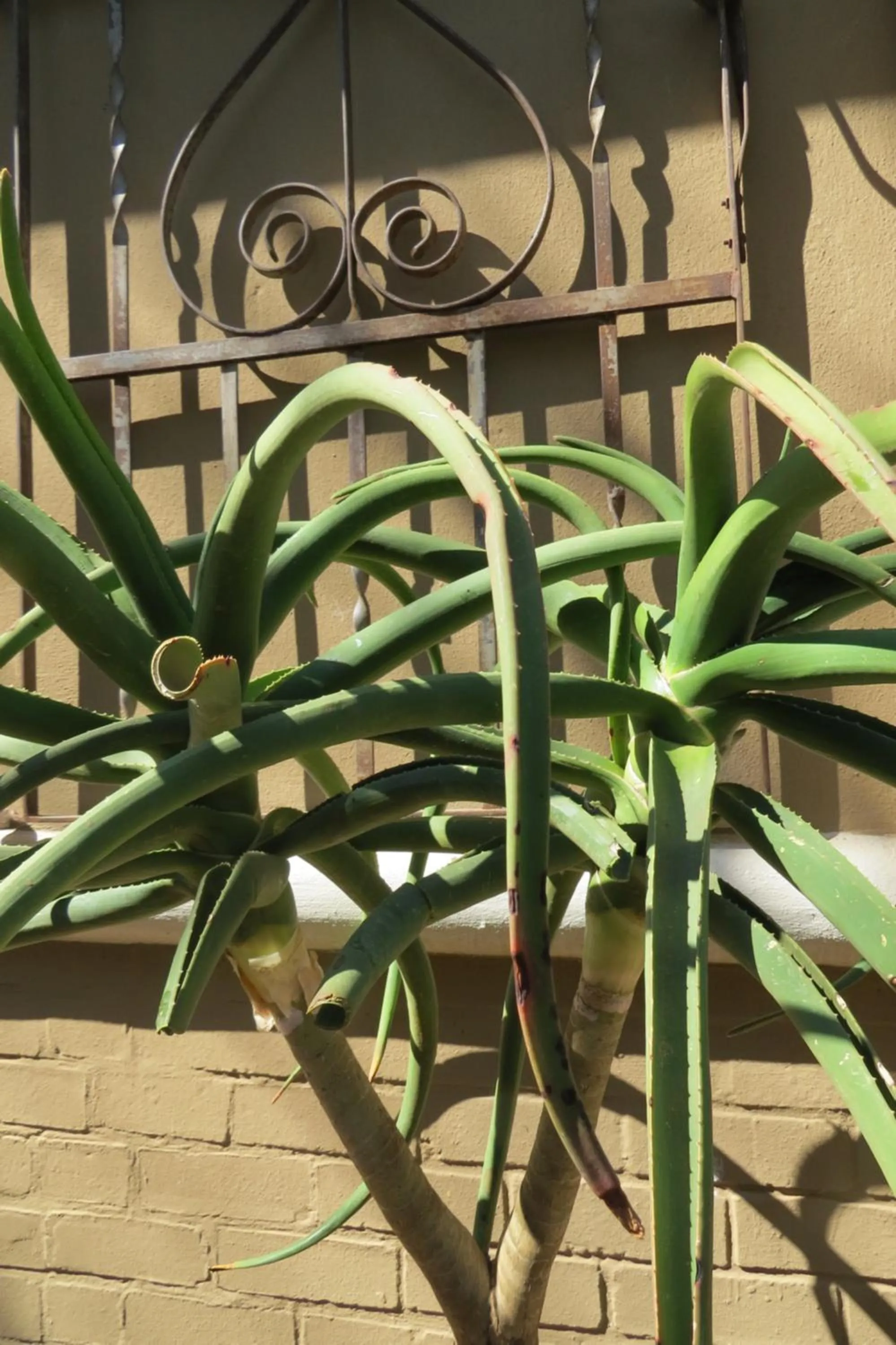 Garden in The Village in Hatfield