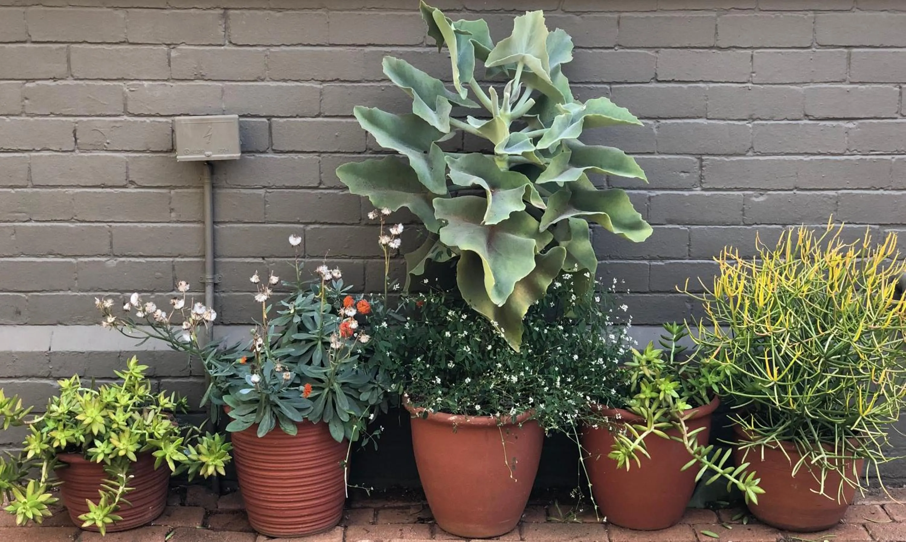 Garden in The Village in Hatfield