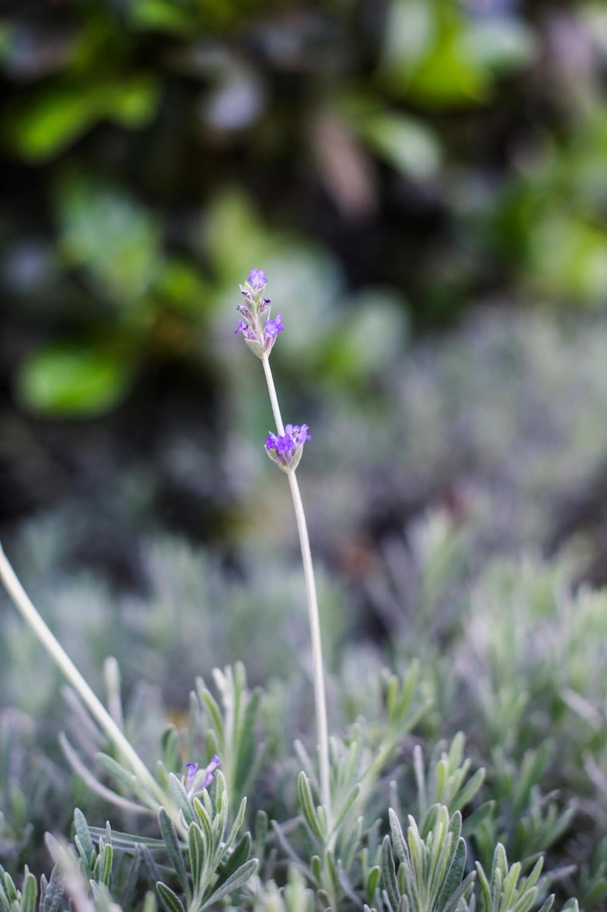 Natural landscape in The Village in Hatfield