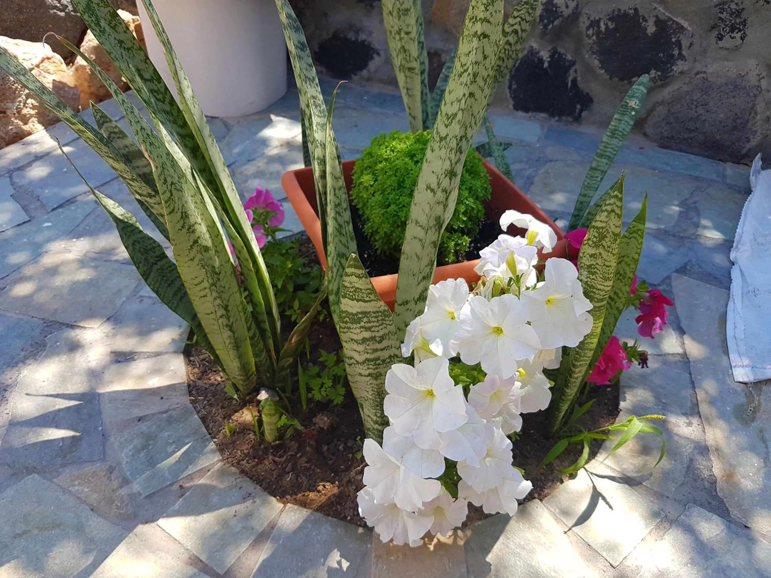 Garden in Ira Apartments