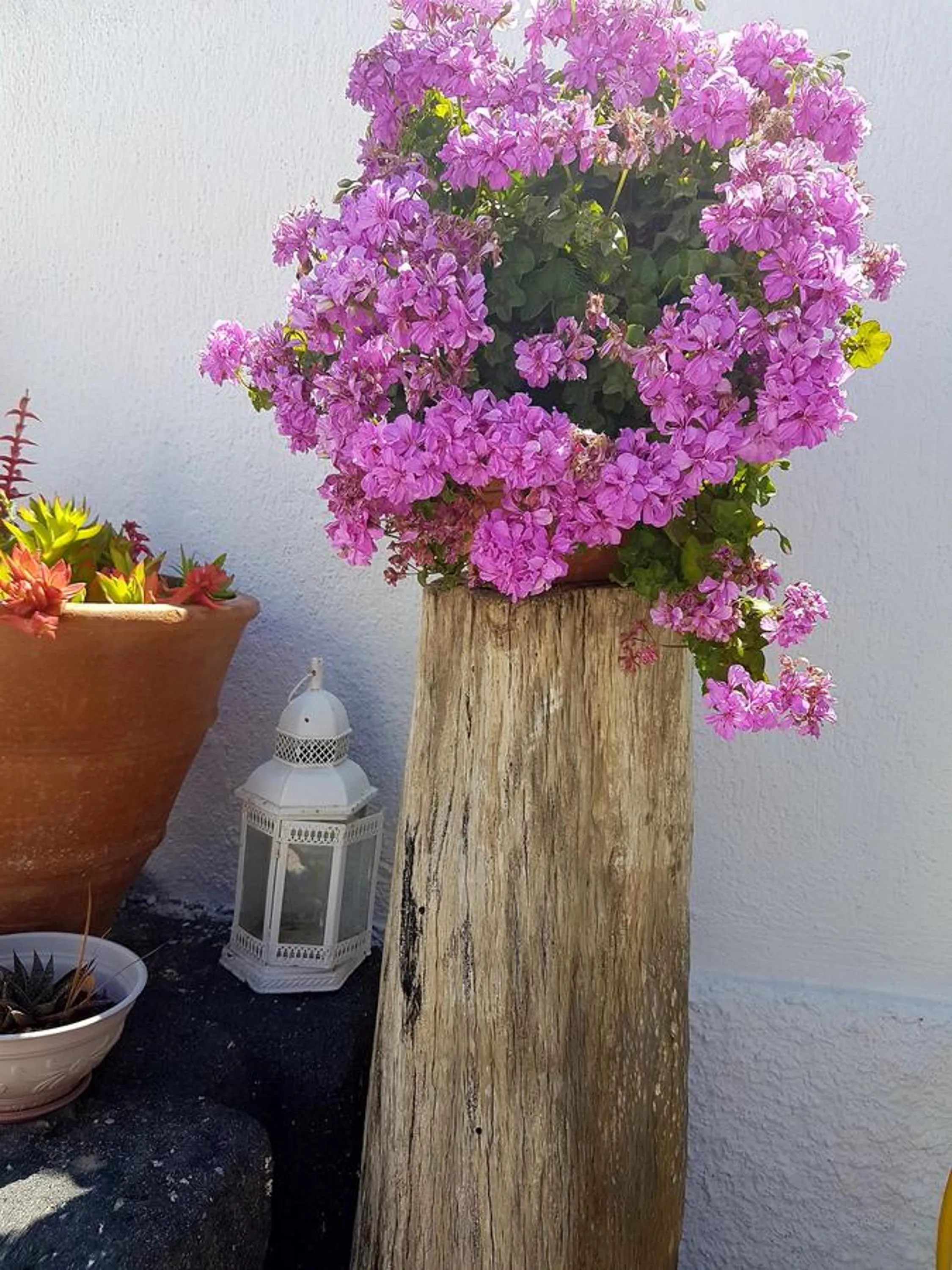 Garden in Ira Apartments