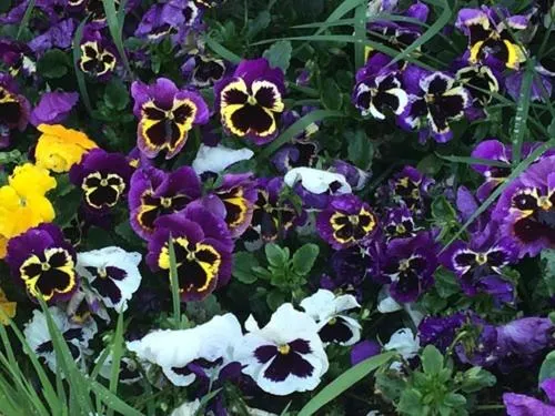 Property building in PREMIER HOTEL not Premier Inn