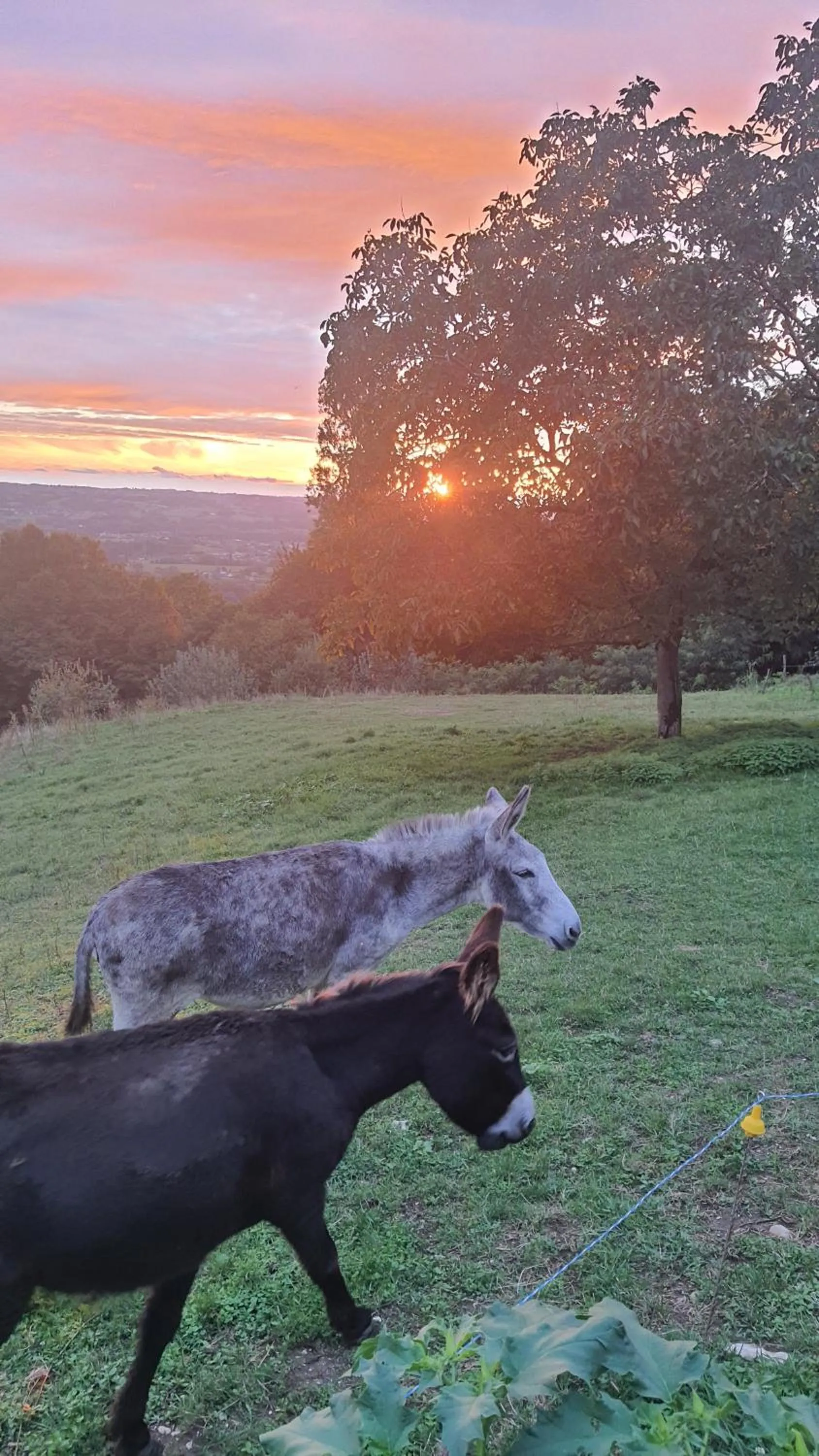 Garden in La Parenthèse - Gîte de la Sittelle