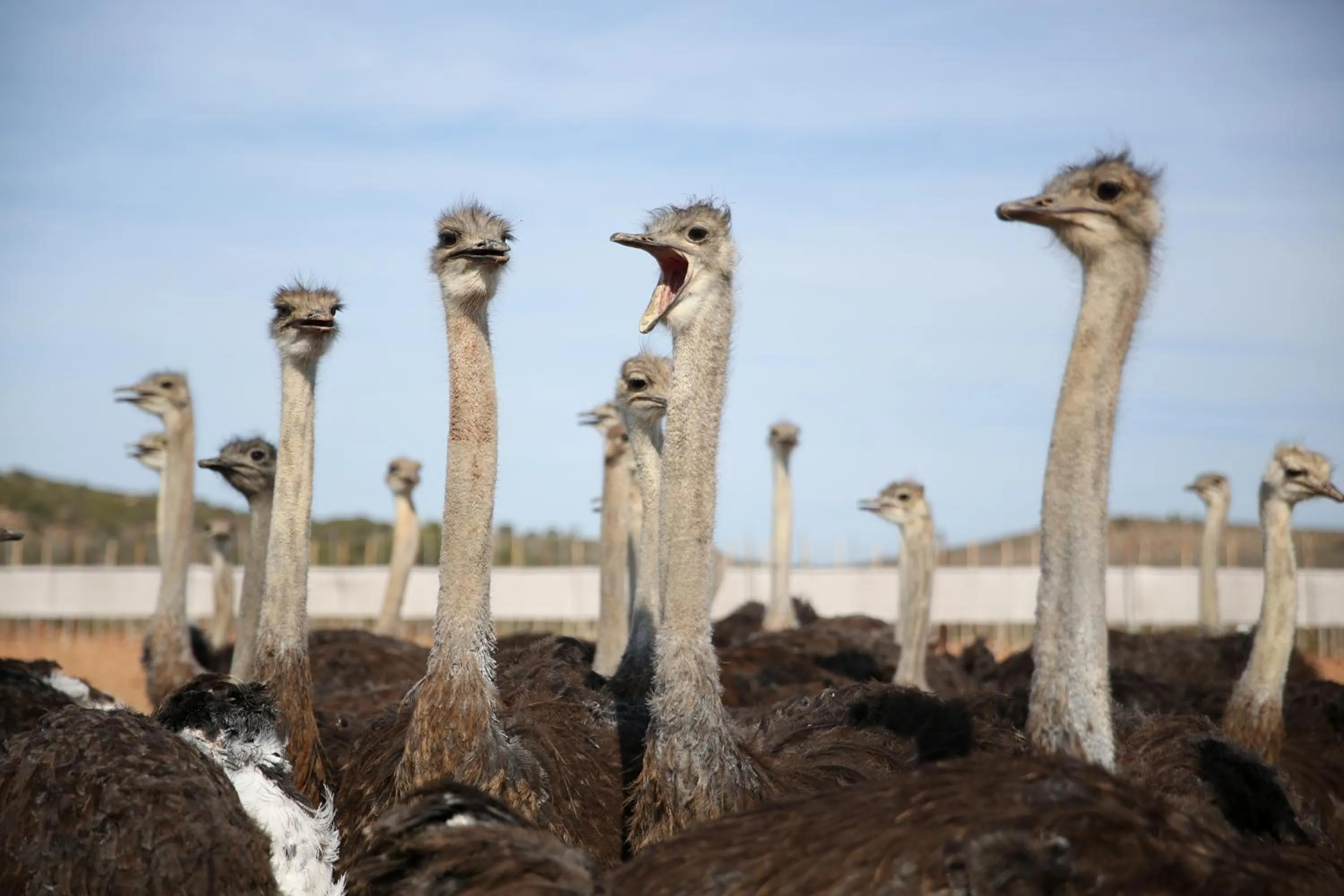 Animals in De Opstal Country Lodge