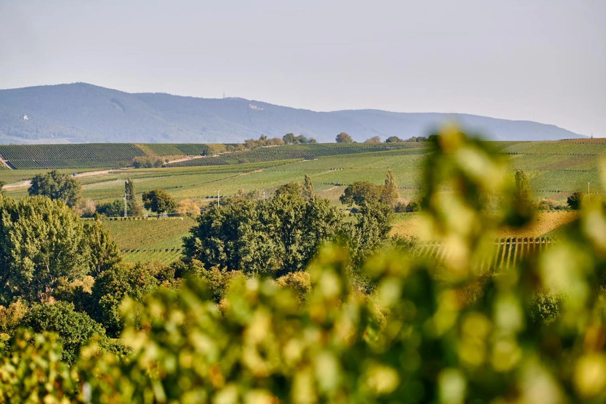 Hiking in Weingasthaus Wisser