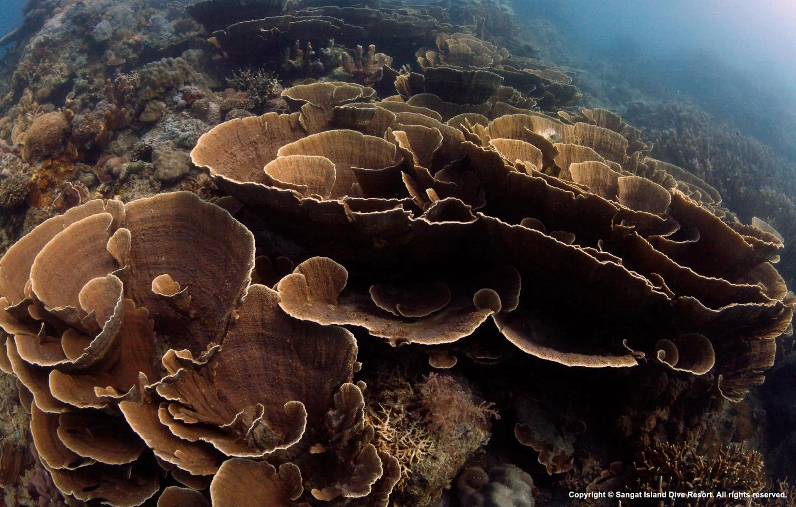 Other in Sangat Island Dive Resort