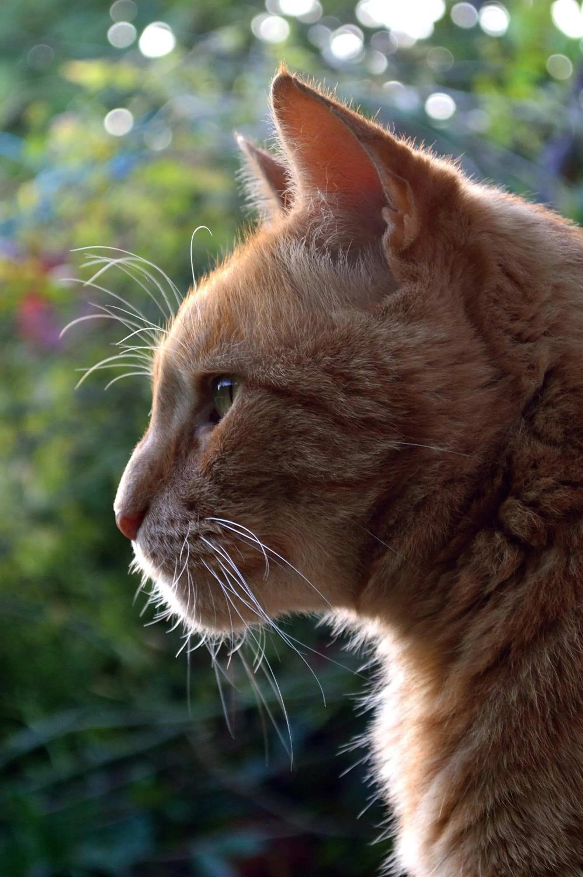 Pets in Le Chaton Rouge