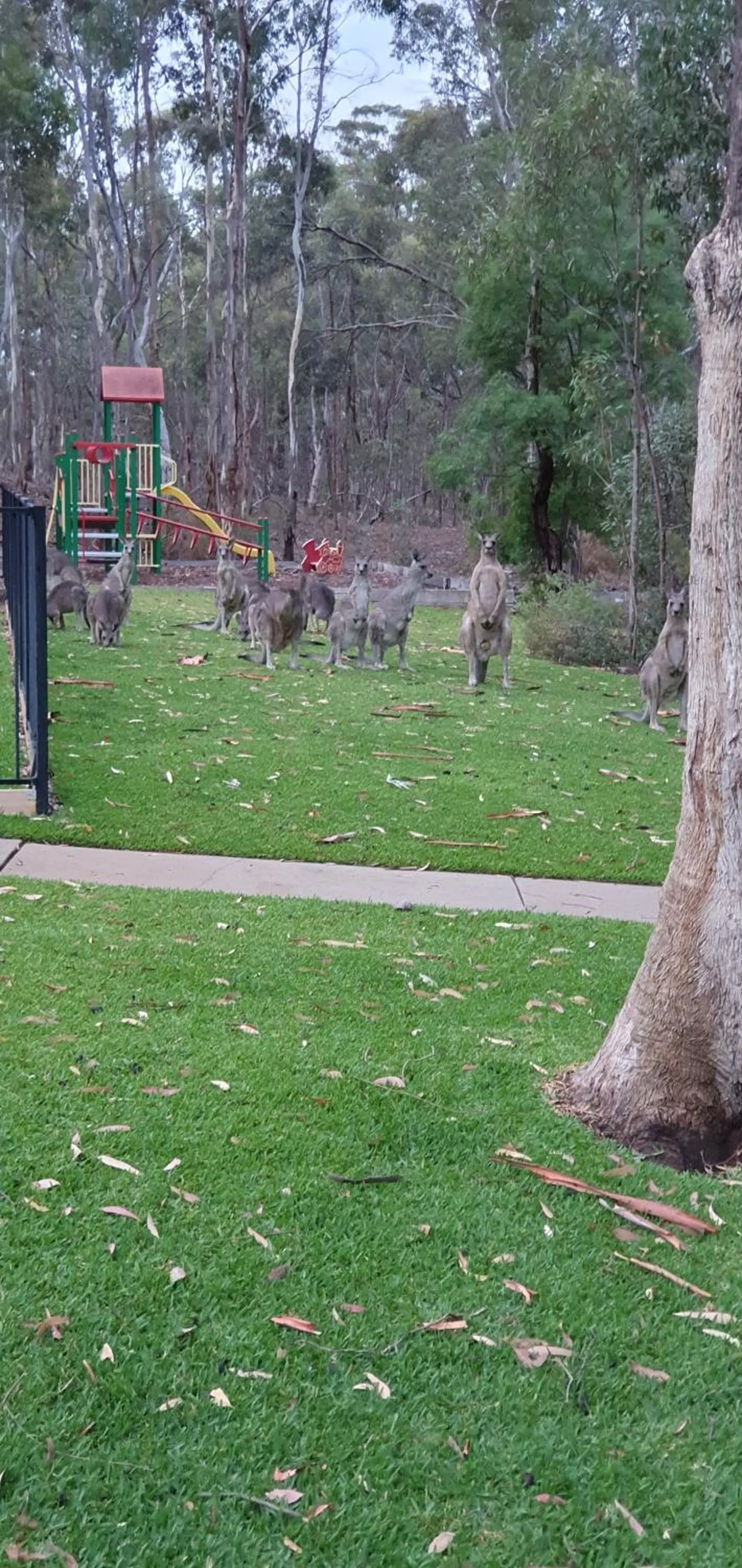 Garden in A-Line Holiday Park