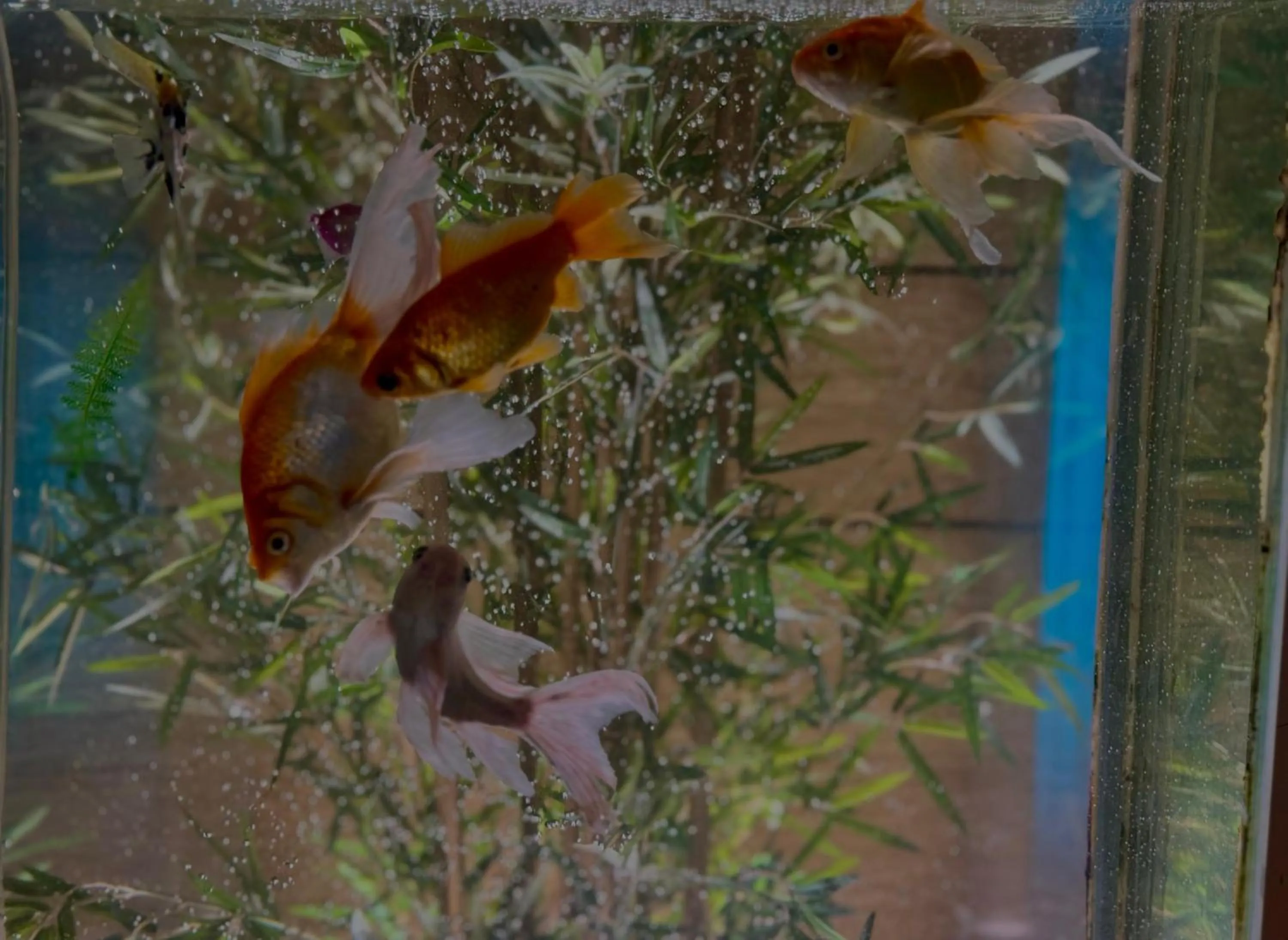 Lobby or reception in Afraa Hotel