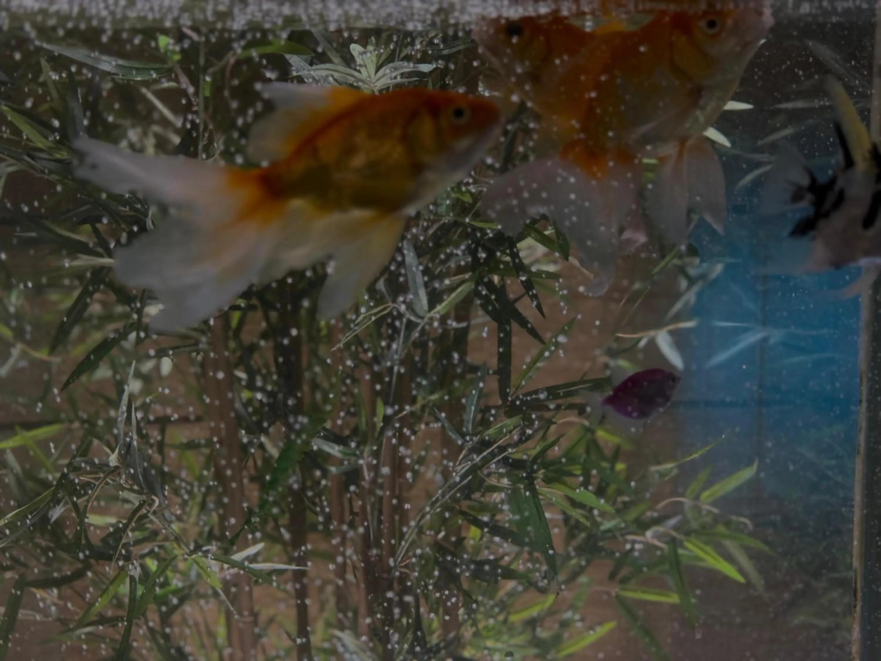 Lobby or reception in Afraa Hotel