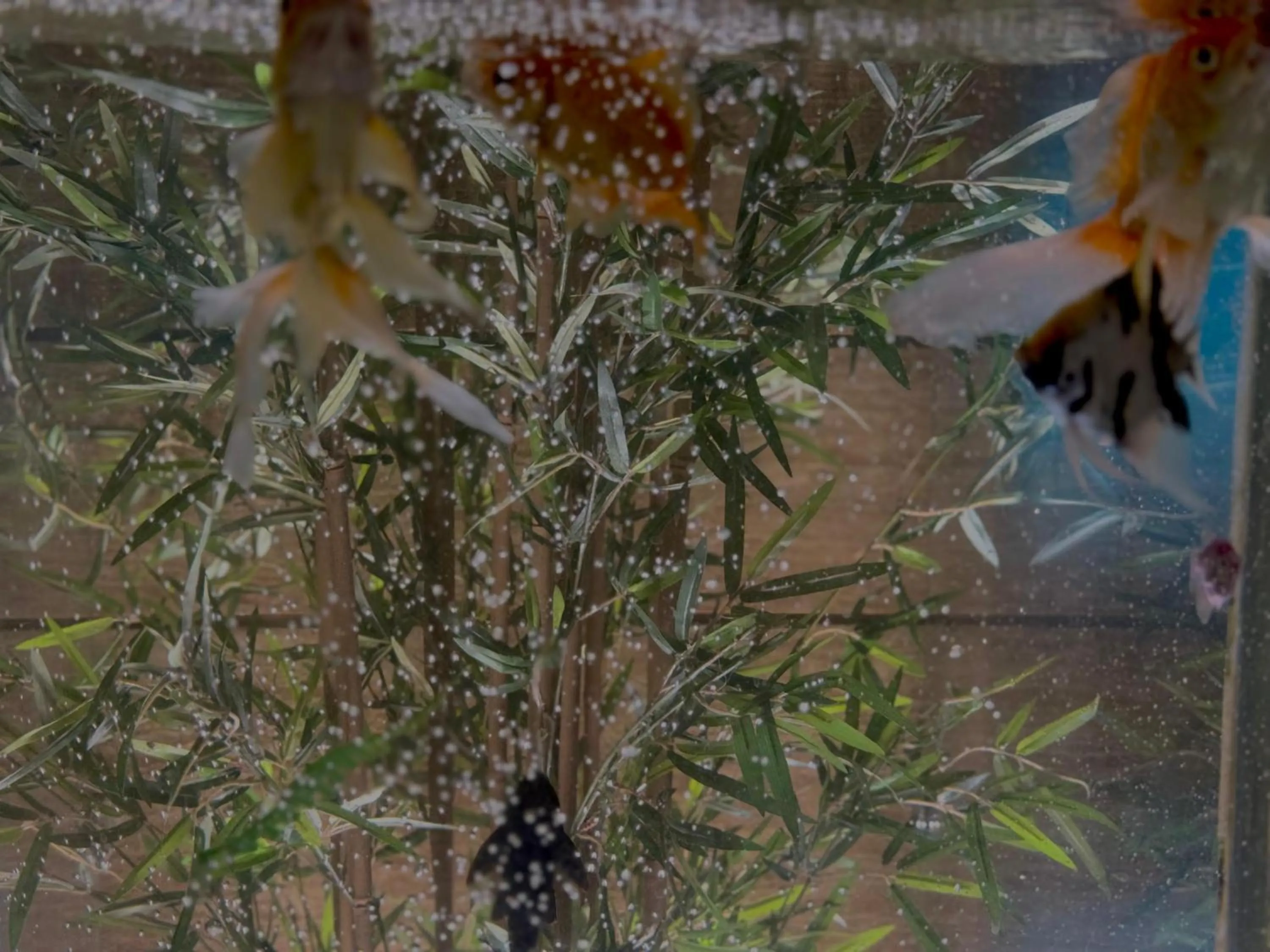 Lobby or reception in Afraa Hotel