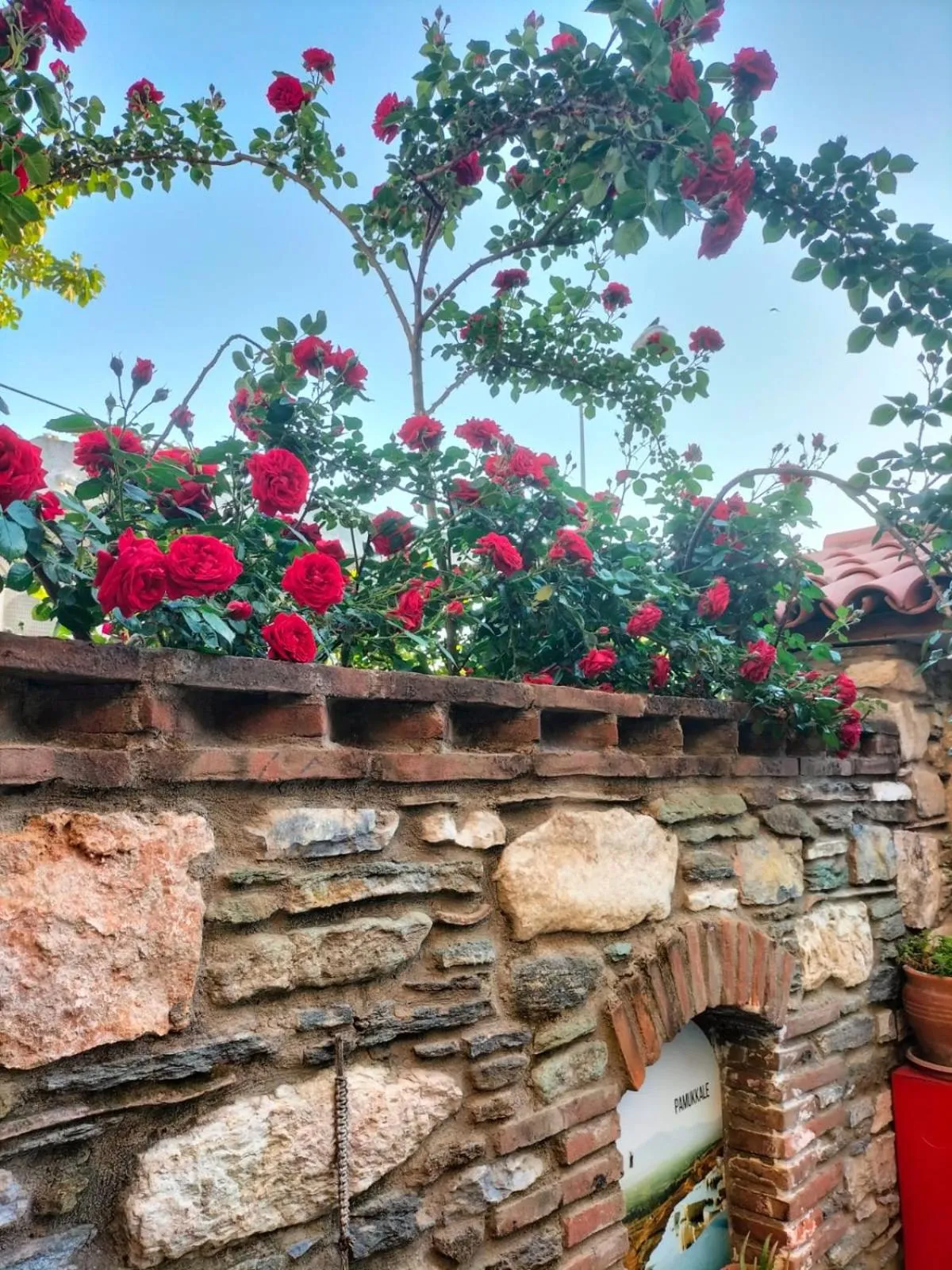 Garden view in Hotel Mary's House