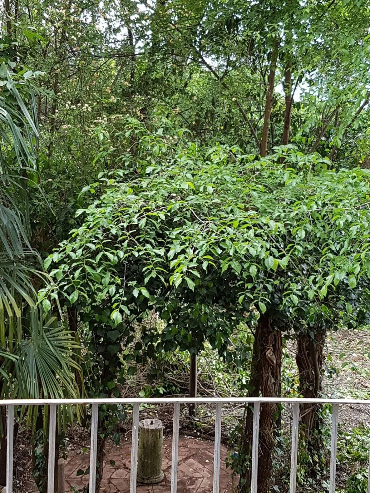 Garden in Relais La Corte dei Cavalieri