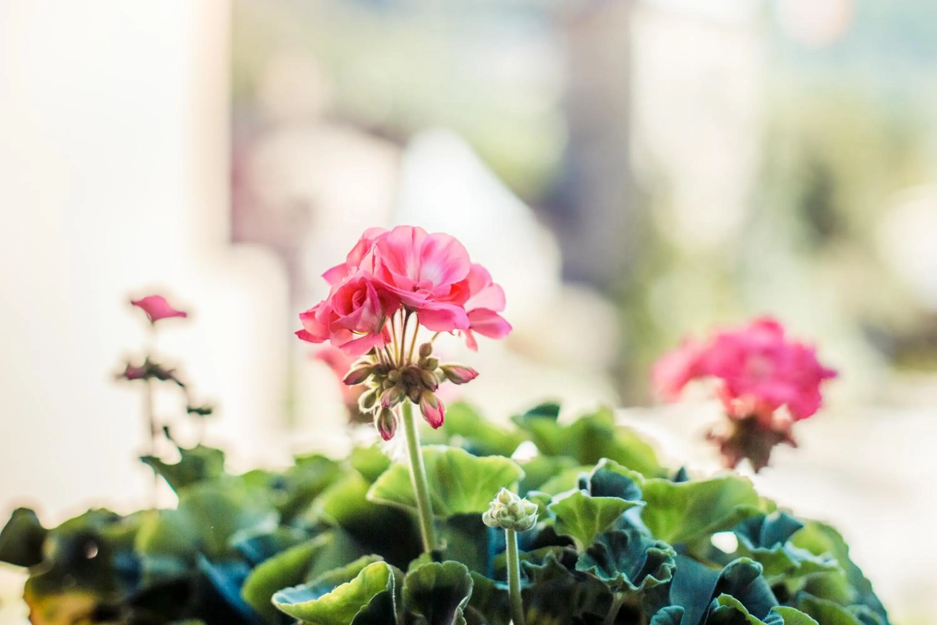 Decorative detail in Hostal Cisco de Sans