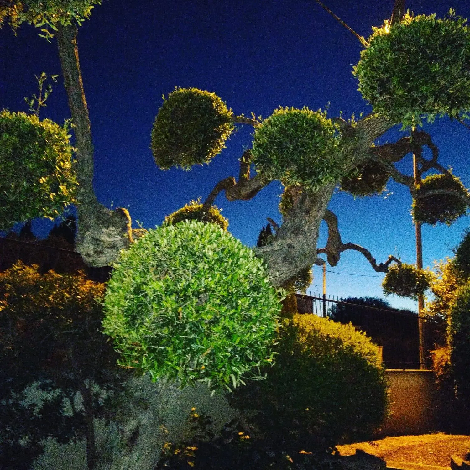 Garden in B&B Villa Lucia