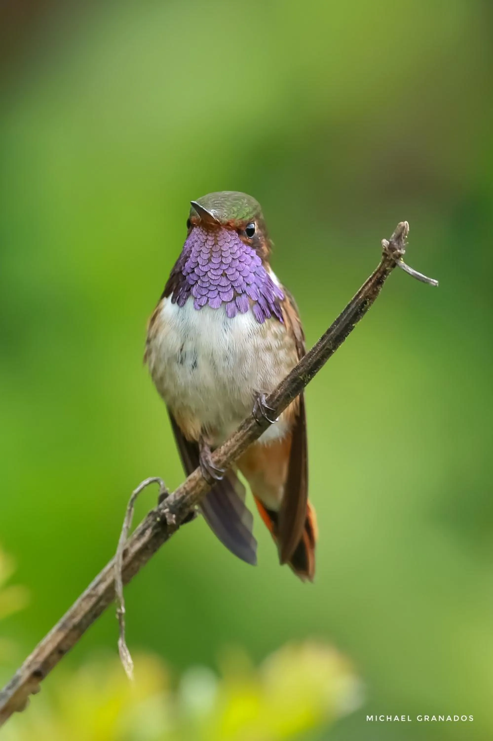 Animals in Savegre Hotel Natural Reserve & Spa