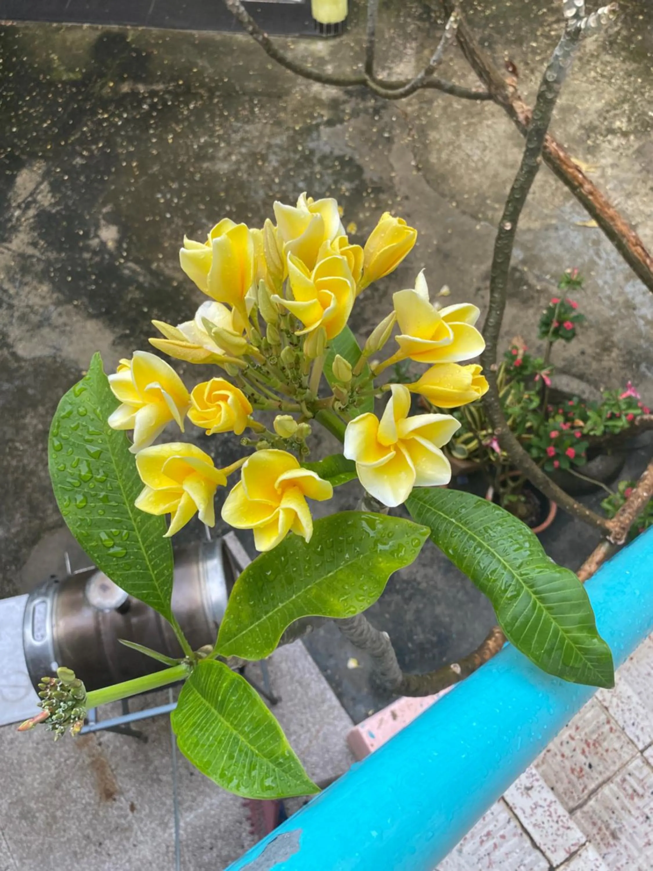 Garden in Casa Azul - Apartment