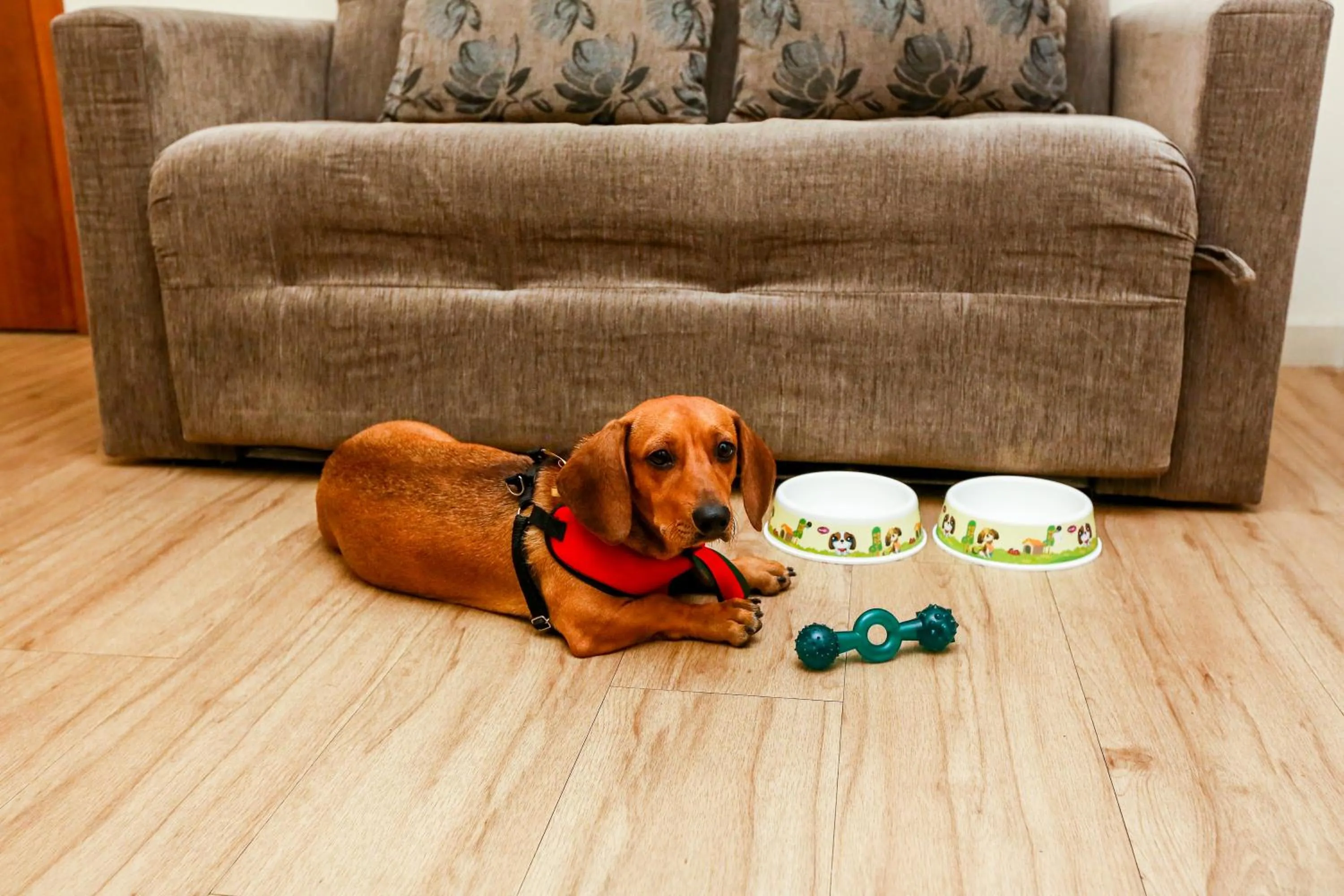 Pets in Hotel Amsterdam Montes Claros