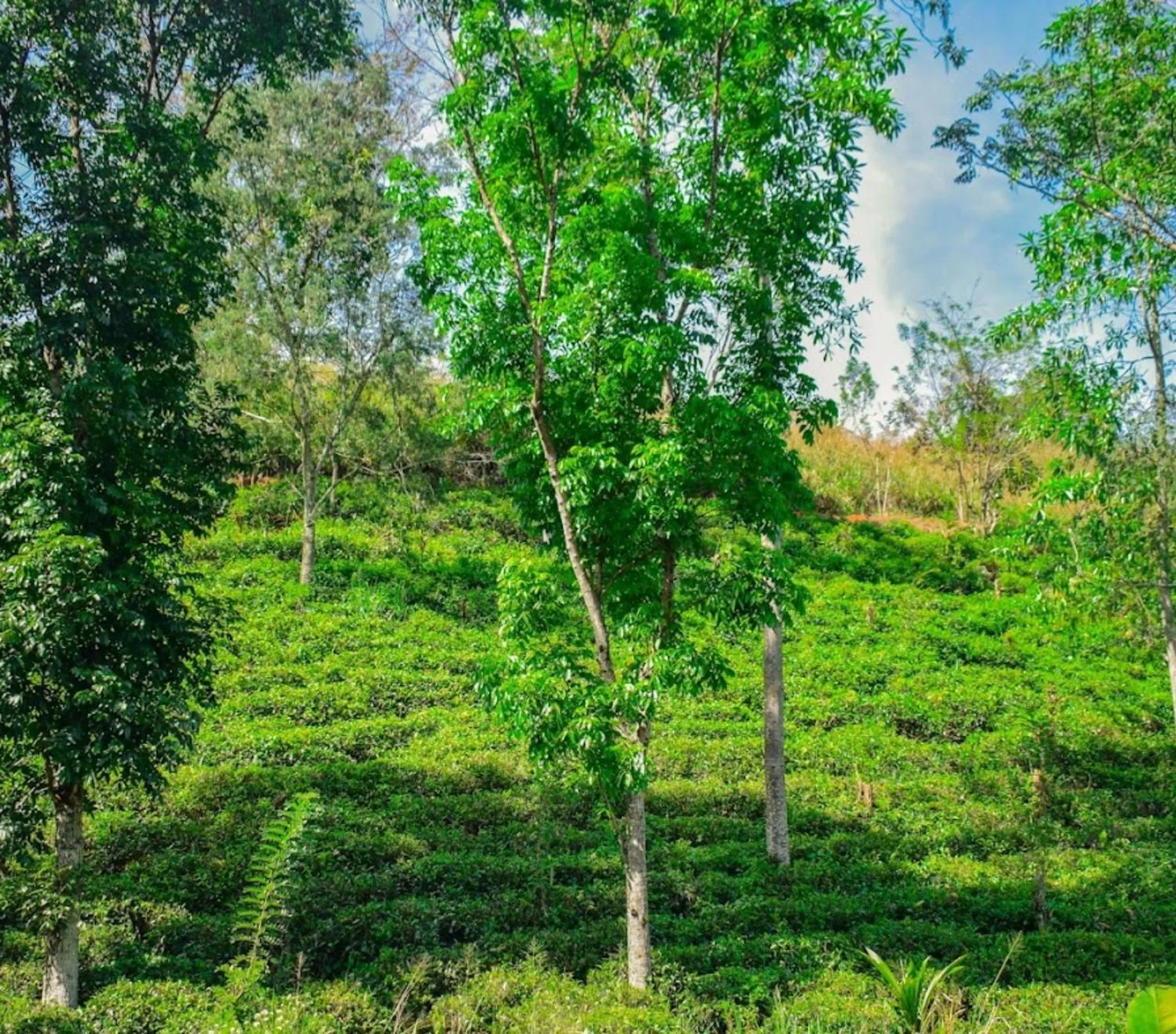 Natural landscape in Aqua Dunhinda Villa