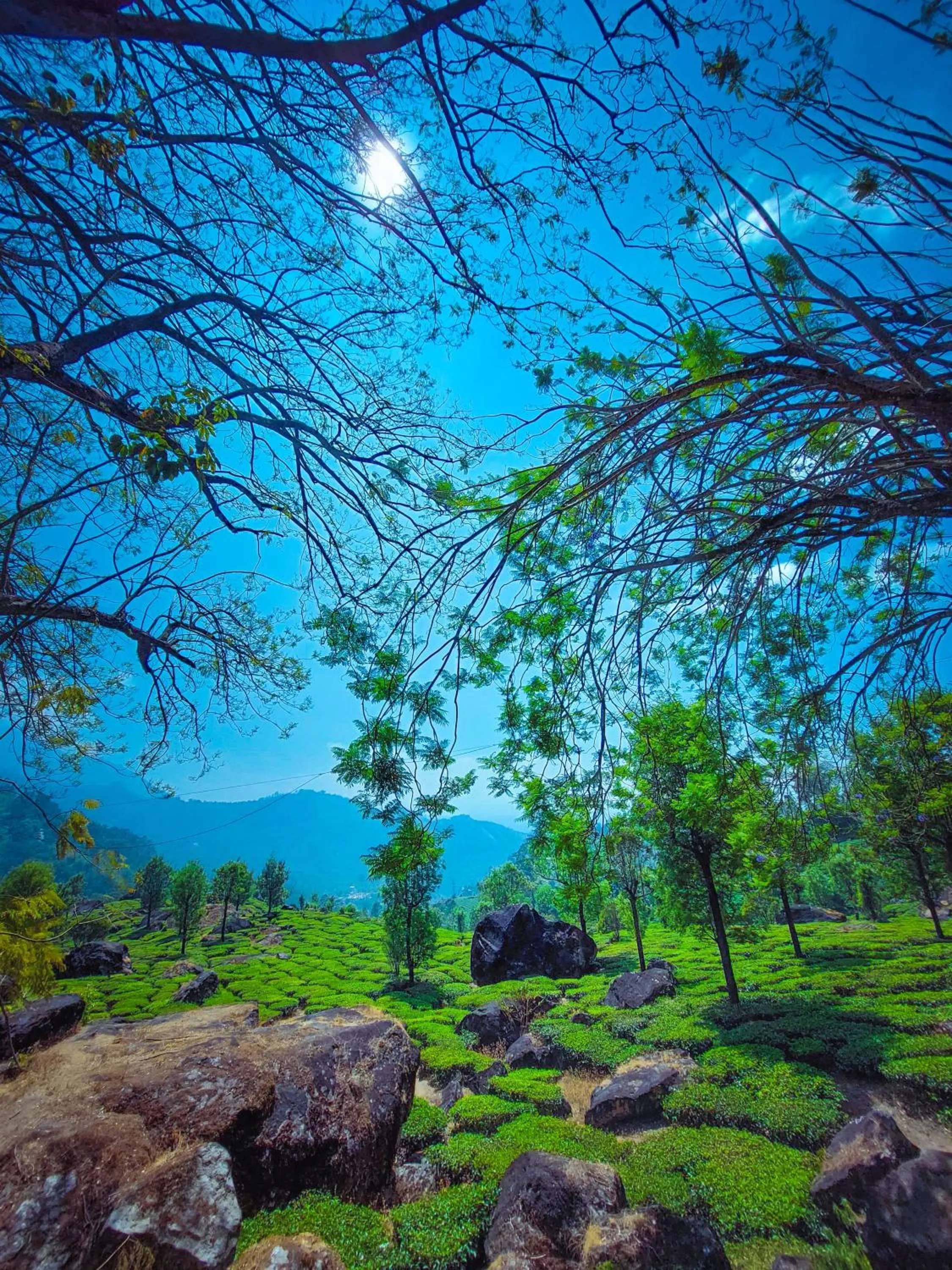 View (from property/room) in Amber Dale Luxury Hotel & Spa, Munnar