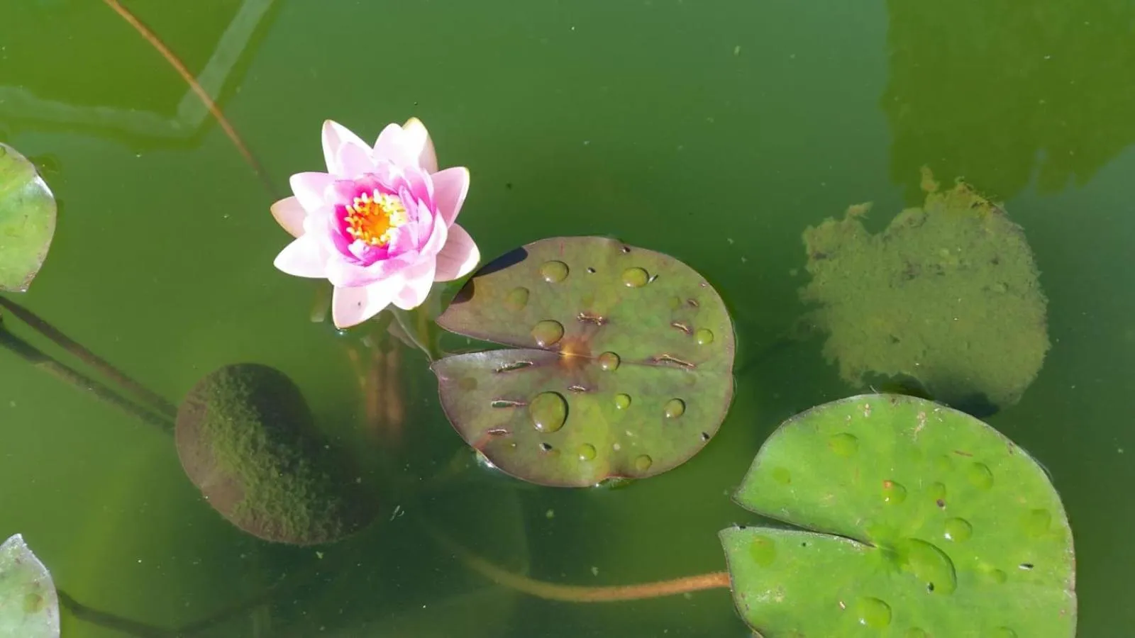 Property building in Anand Lodge
