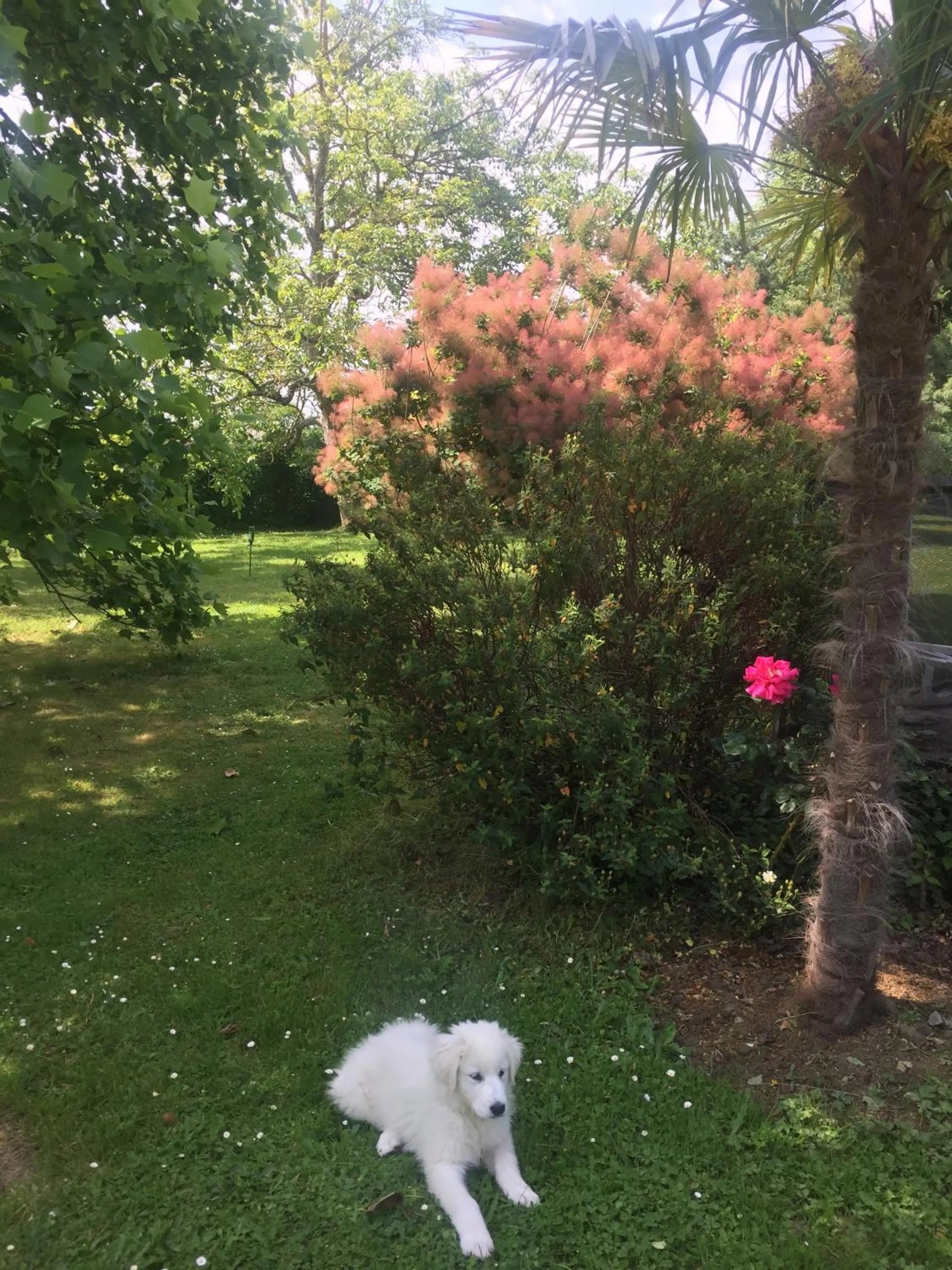 Garden in Villa Toulousaine