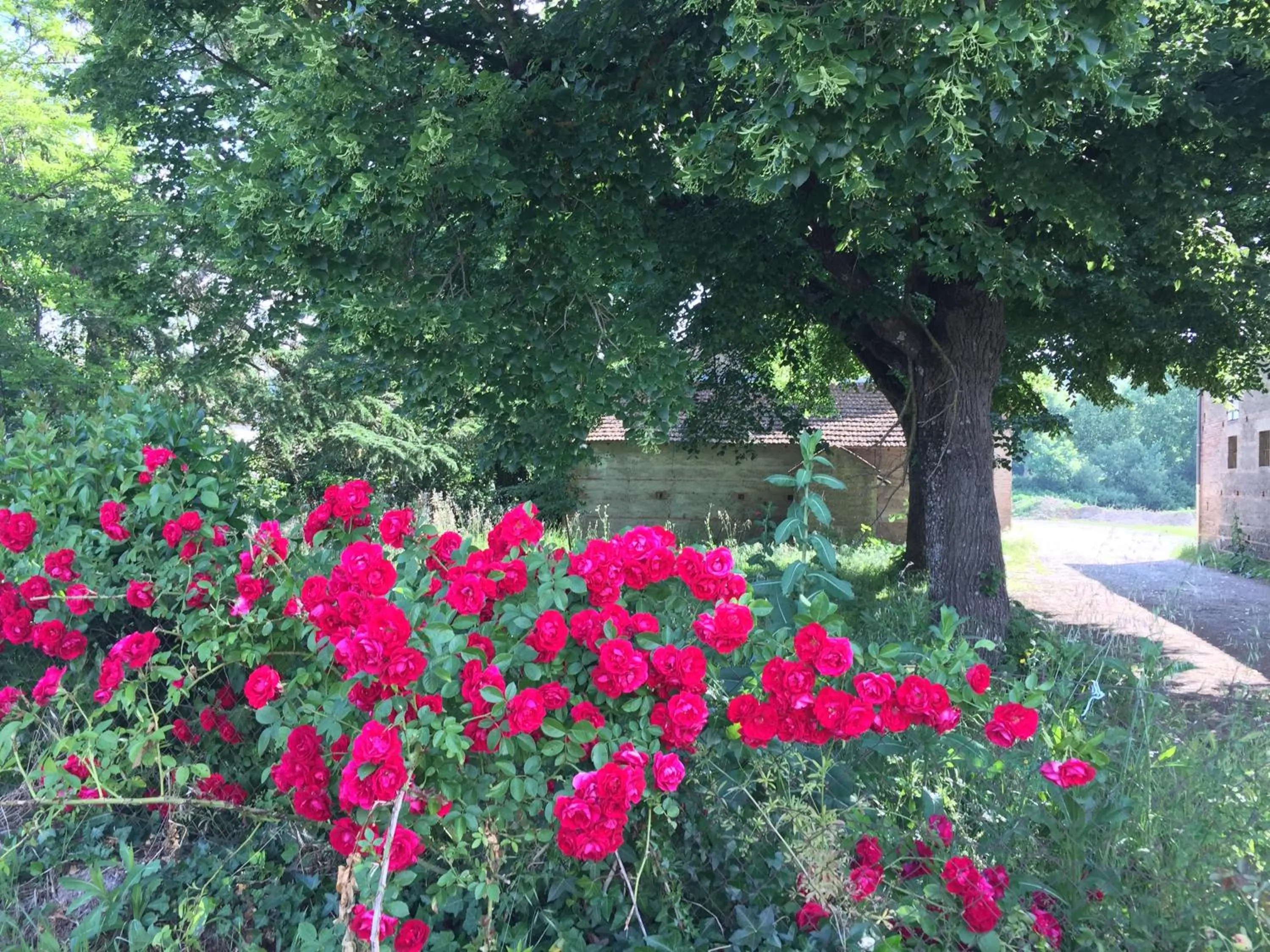 Natural landscape in Villa Toulousaine