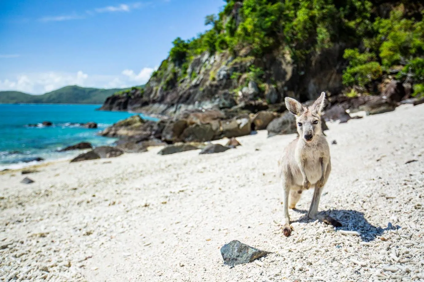 Beach in Daydream Island Resort