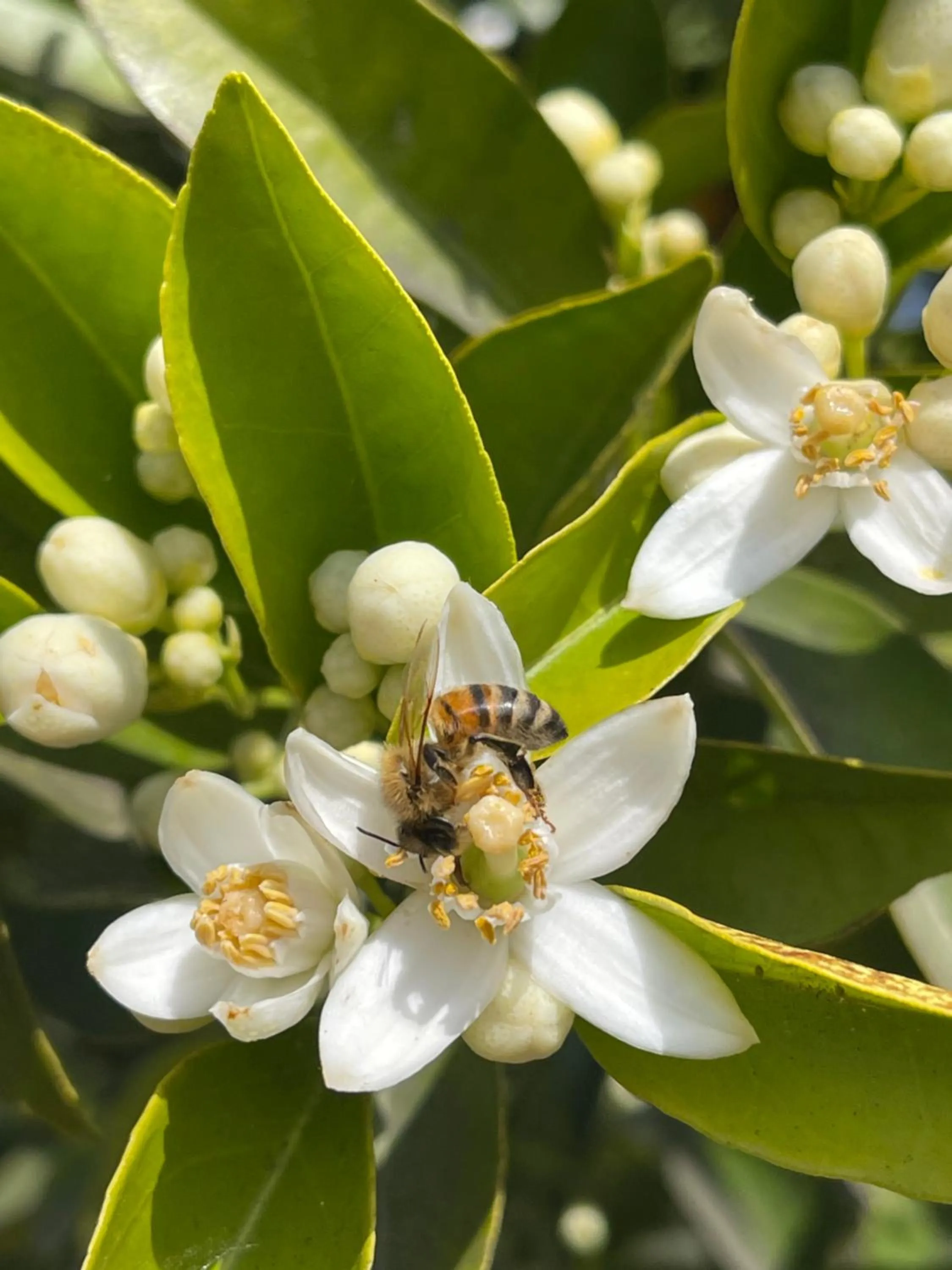 Garden in S'Arenada Hotel - Adults Only