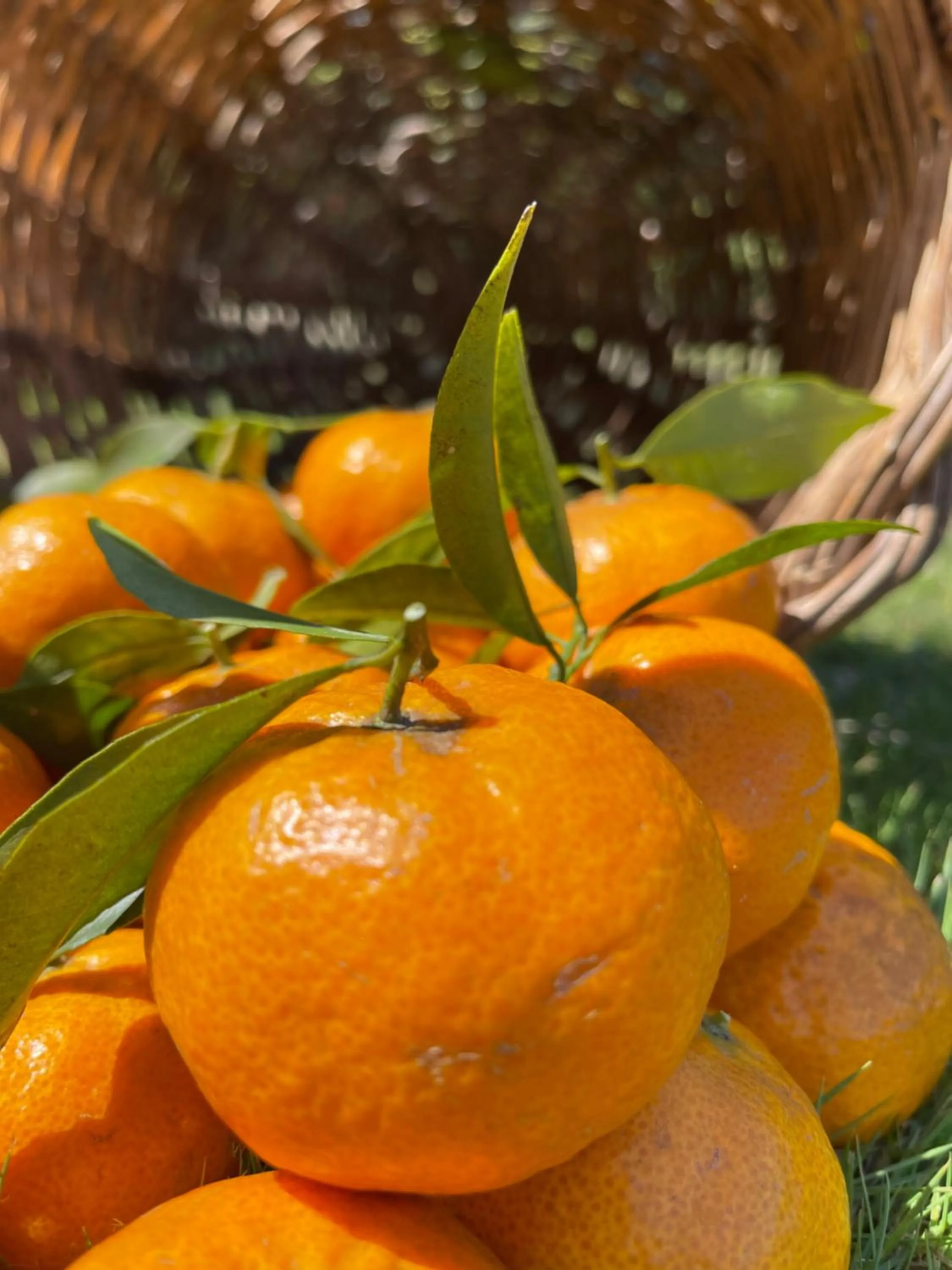 Food close-up in S'Arenada Hotel - Adults Only