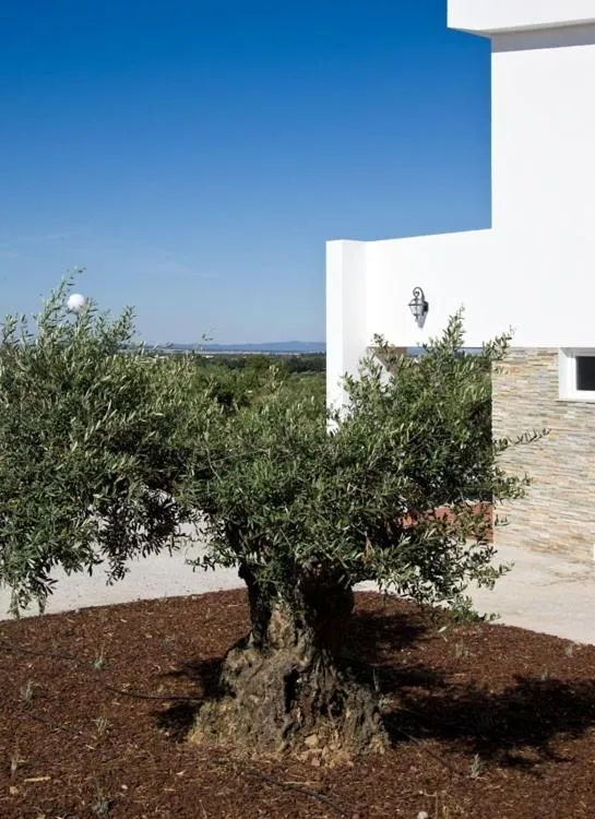 Garden in Hotel Quinta Dos Bastos