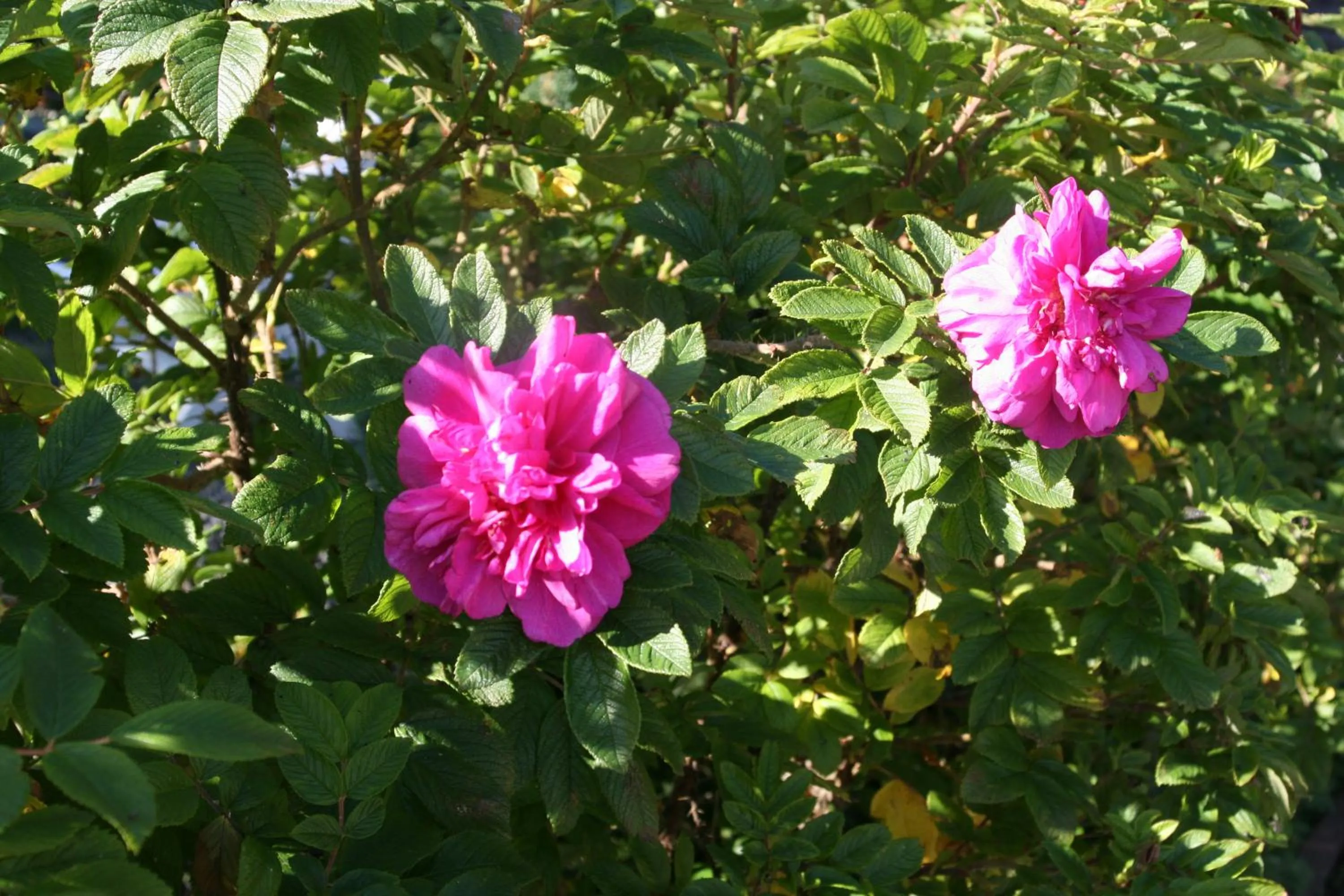 Country Dream - Langholt 2