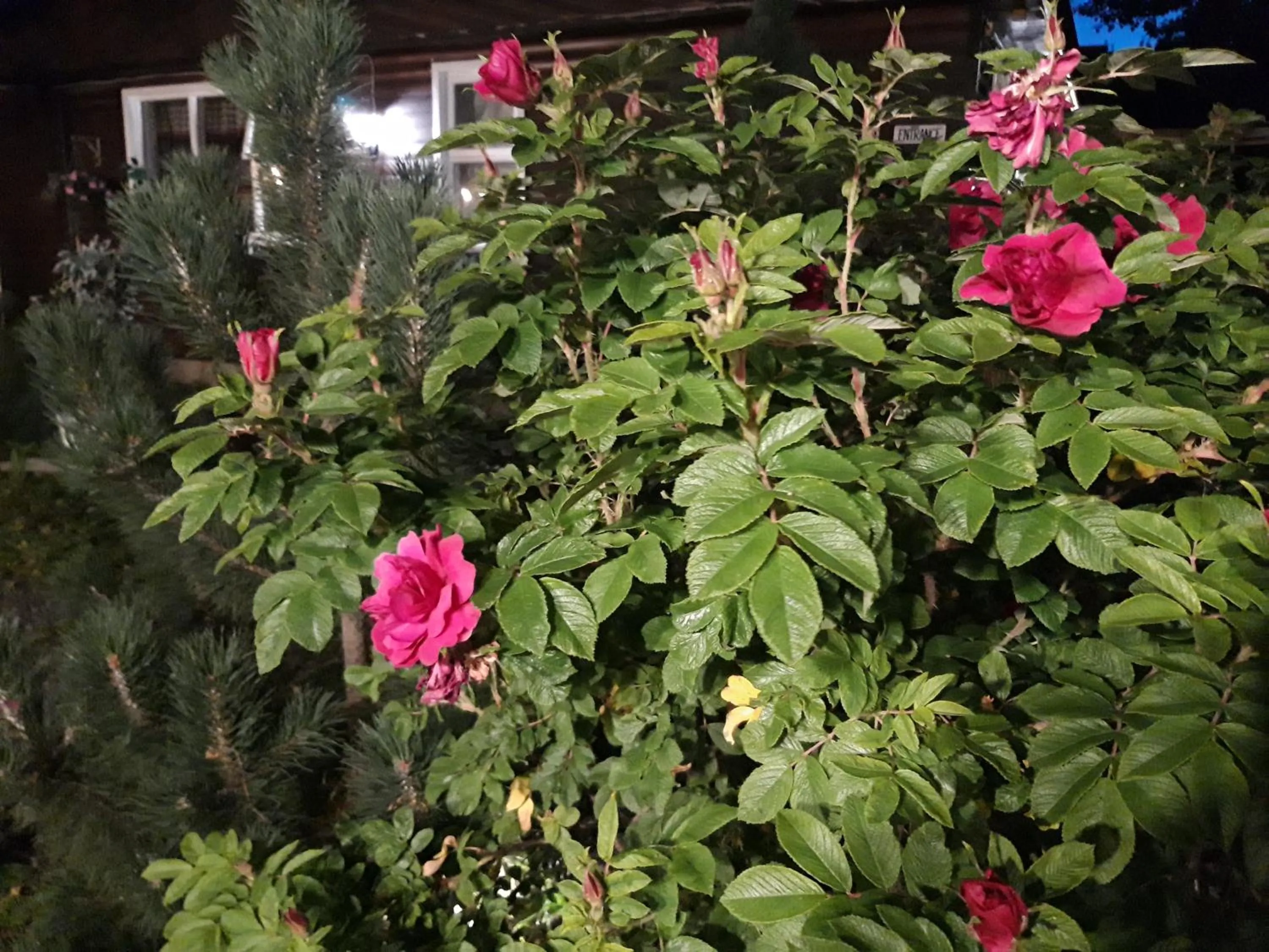 Country Dream - Langholt 2