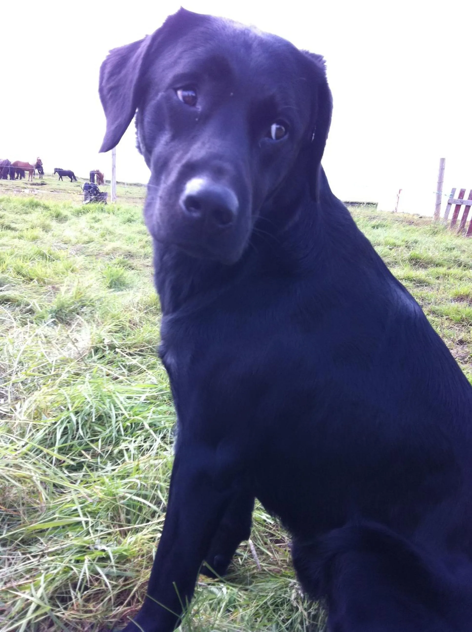 Country Dream - Langholt 2