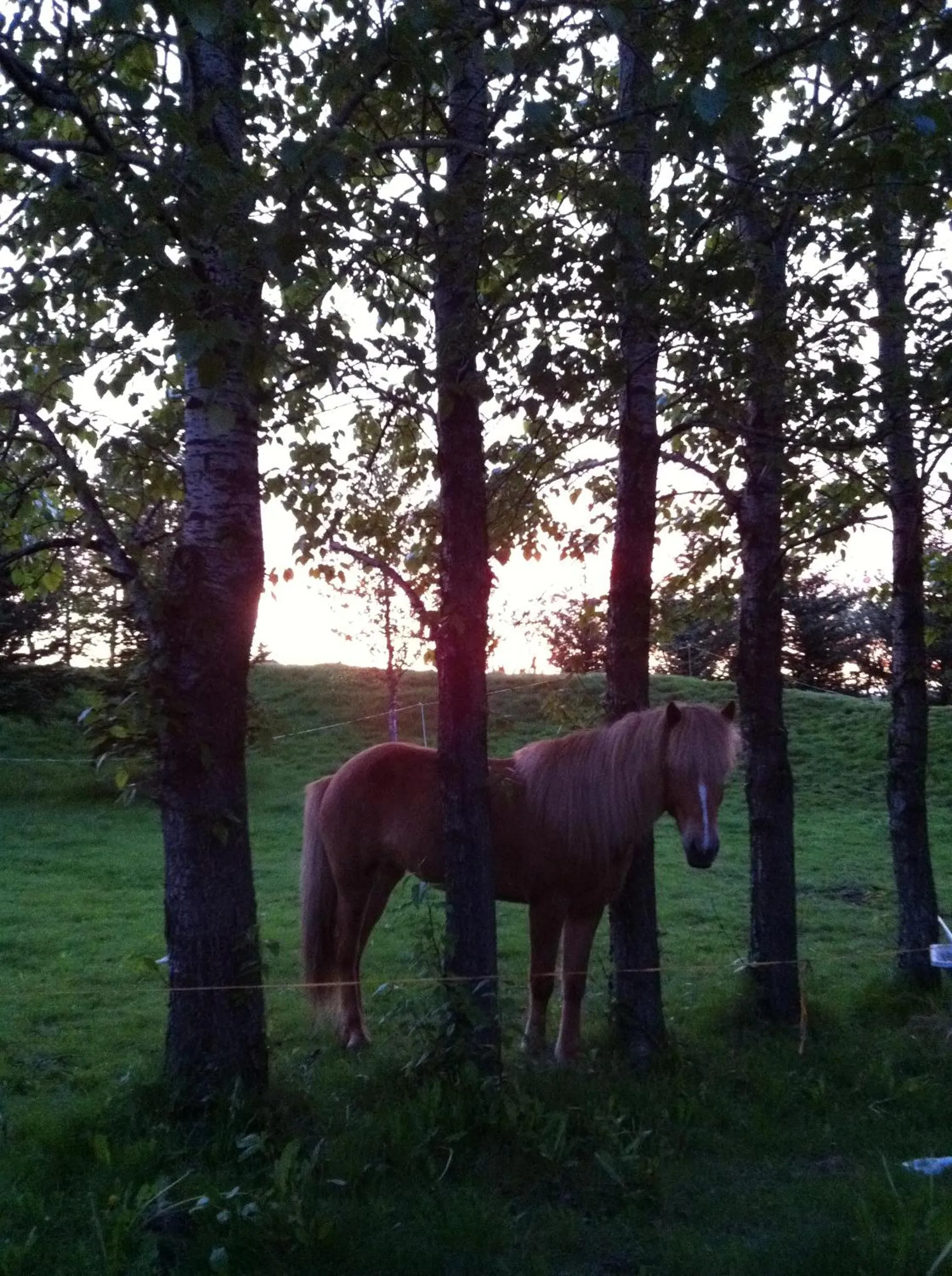 Country Dream - Langholt 2