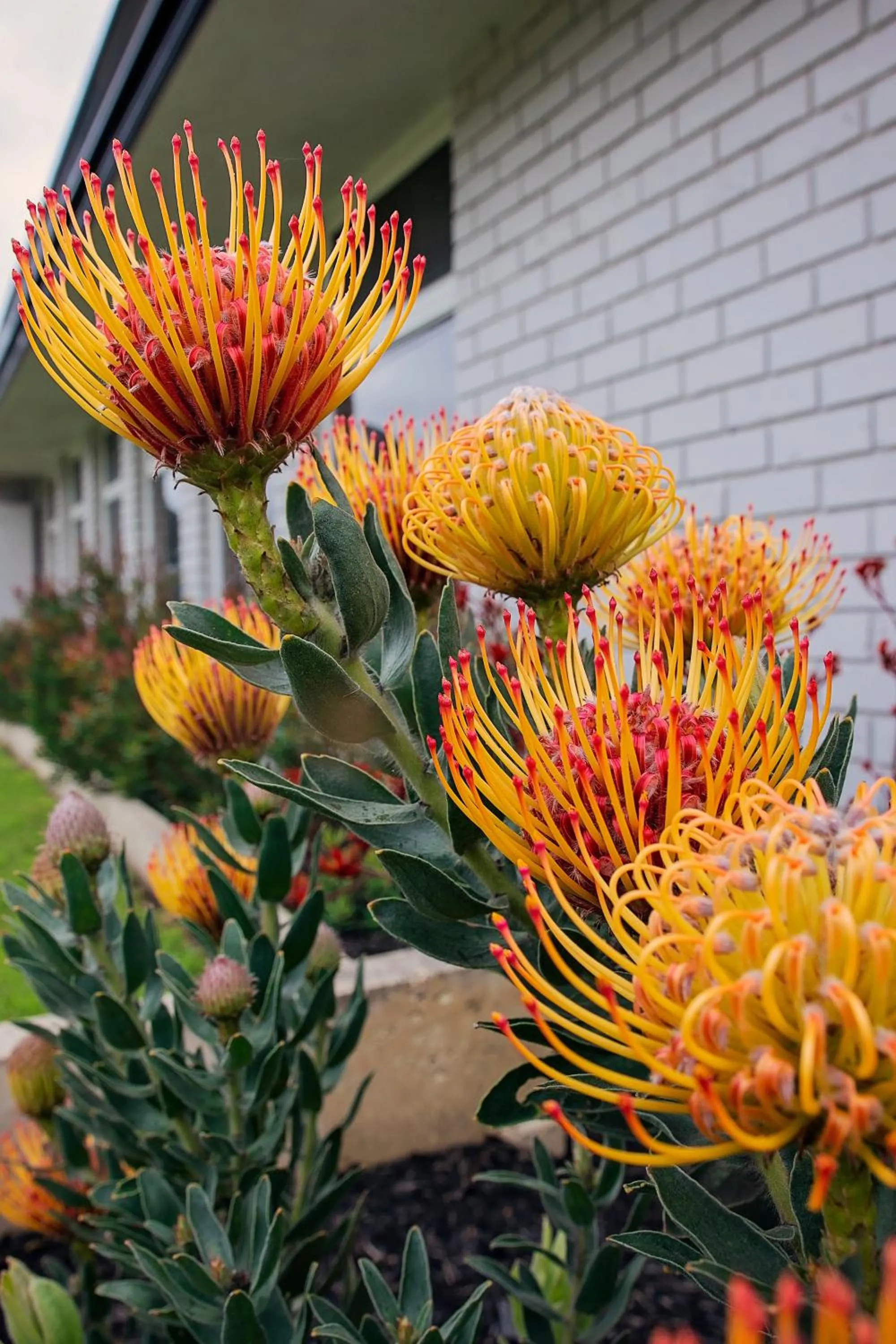 Garden in Mandala Ace Albany Hotel