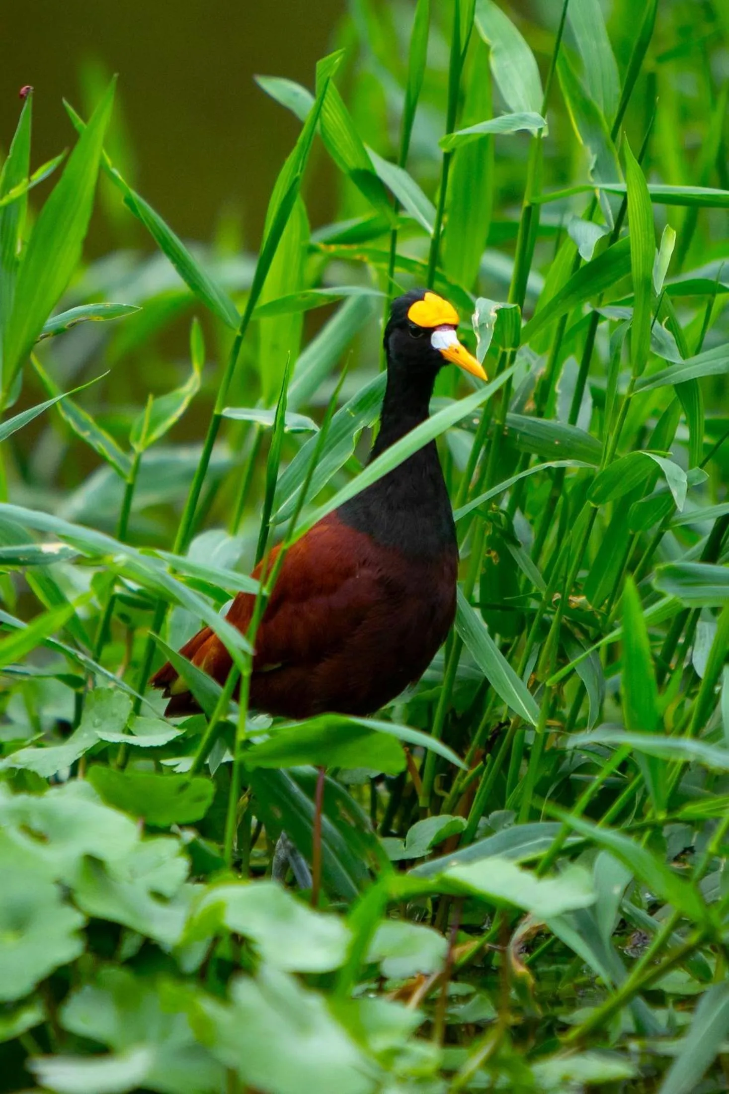Animals in Aninga Lodge