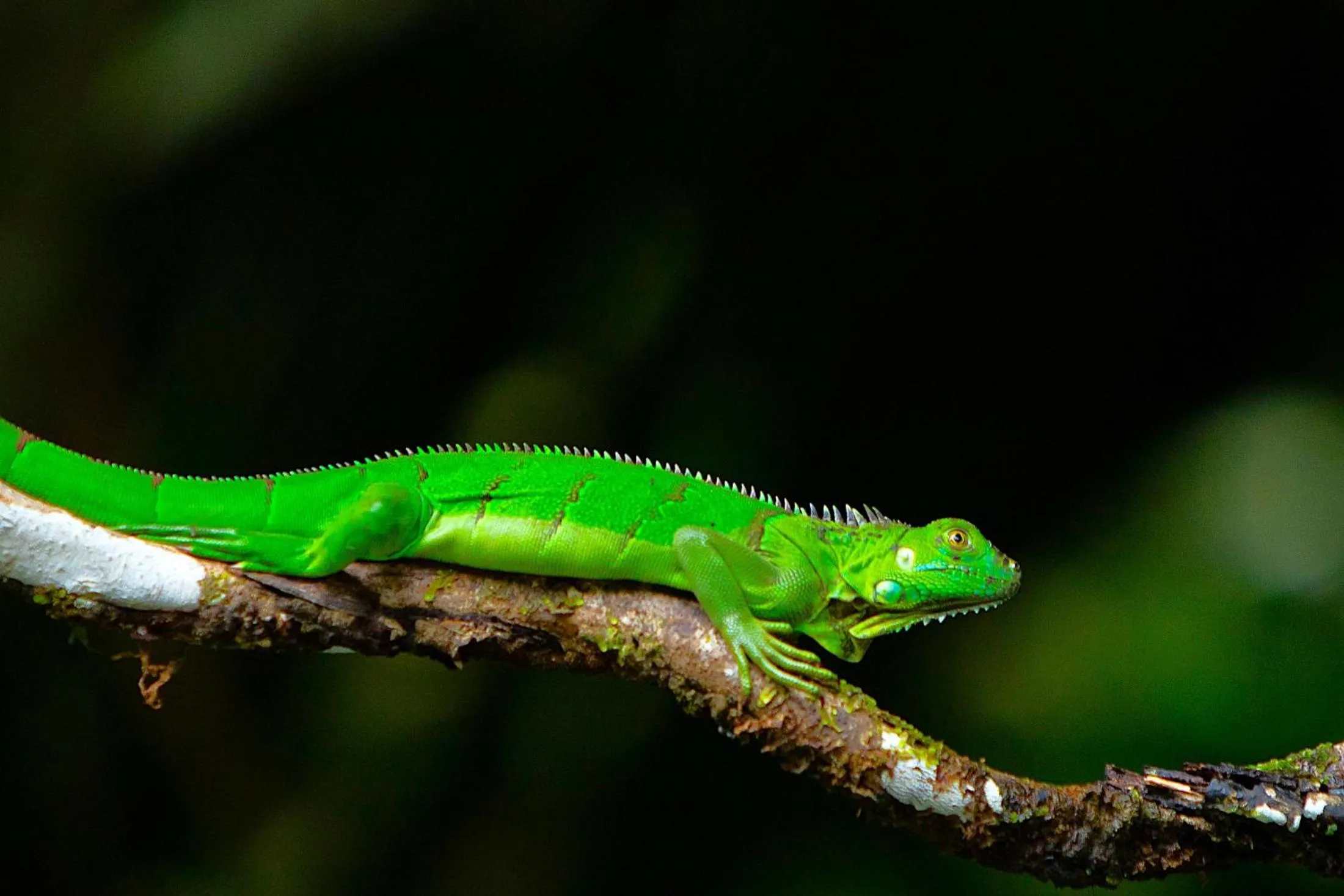 Natural landscape in Aninga Lodge