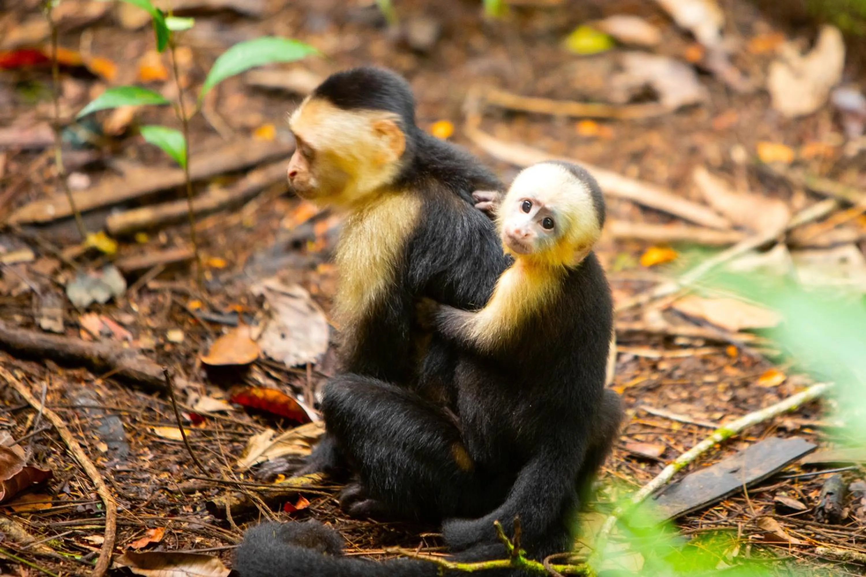 Natural landscape in Aninga Lodge
