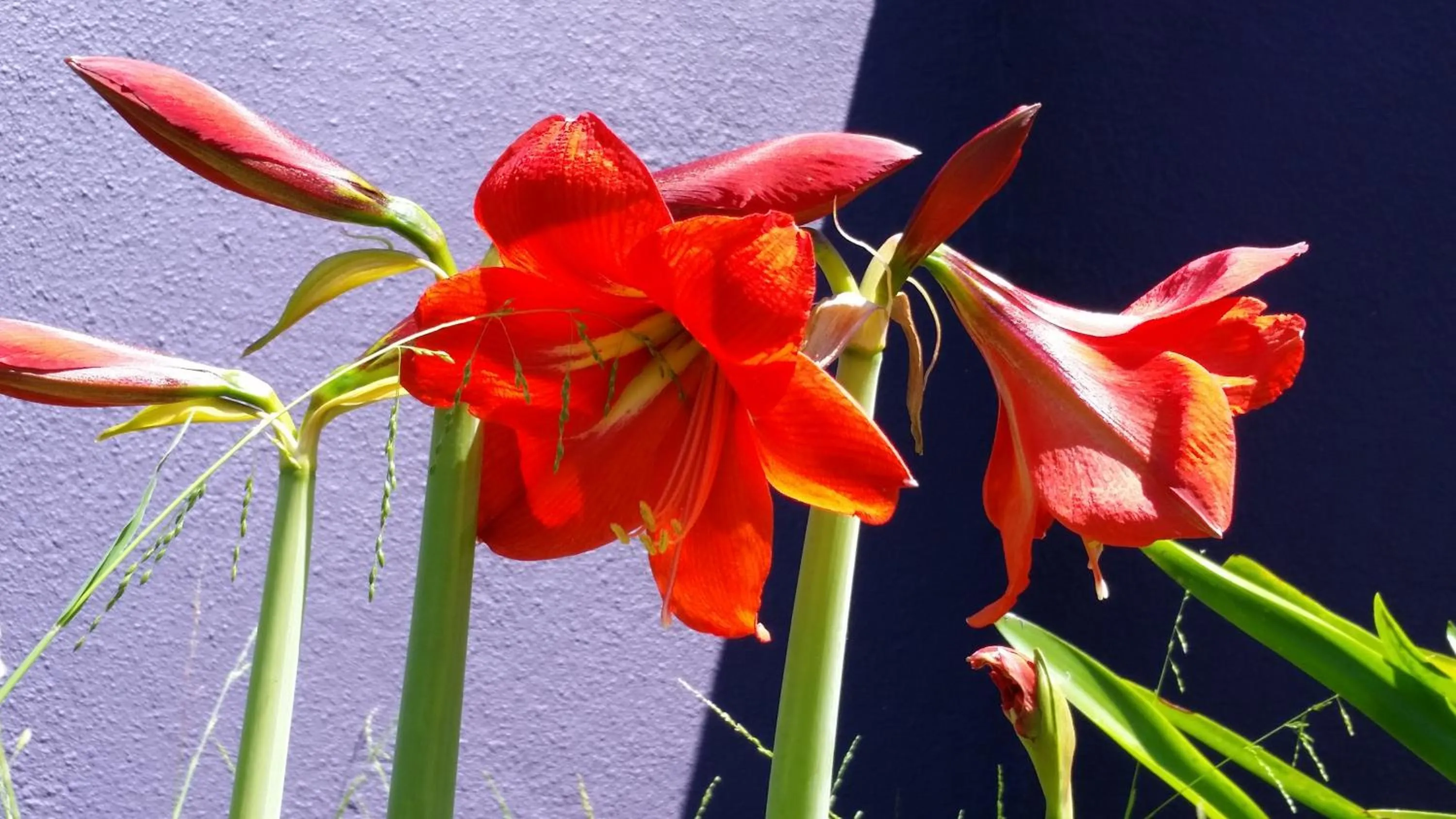 Garden in Karuah Gardens Motel