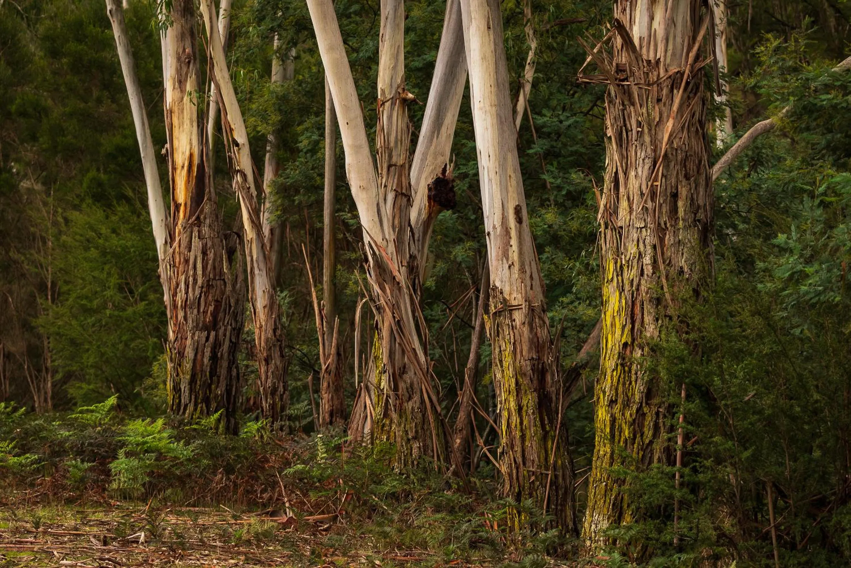 View (from property/room) in Yering Gorge Cottages